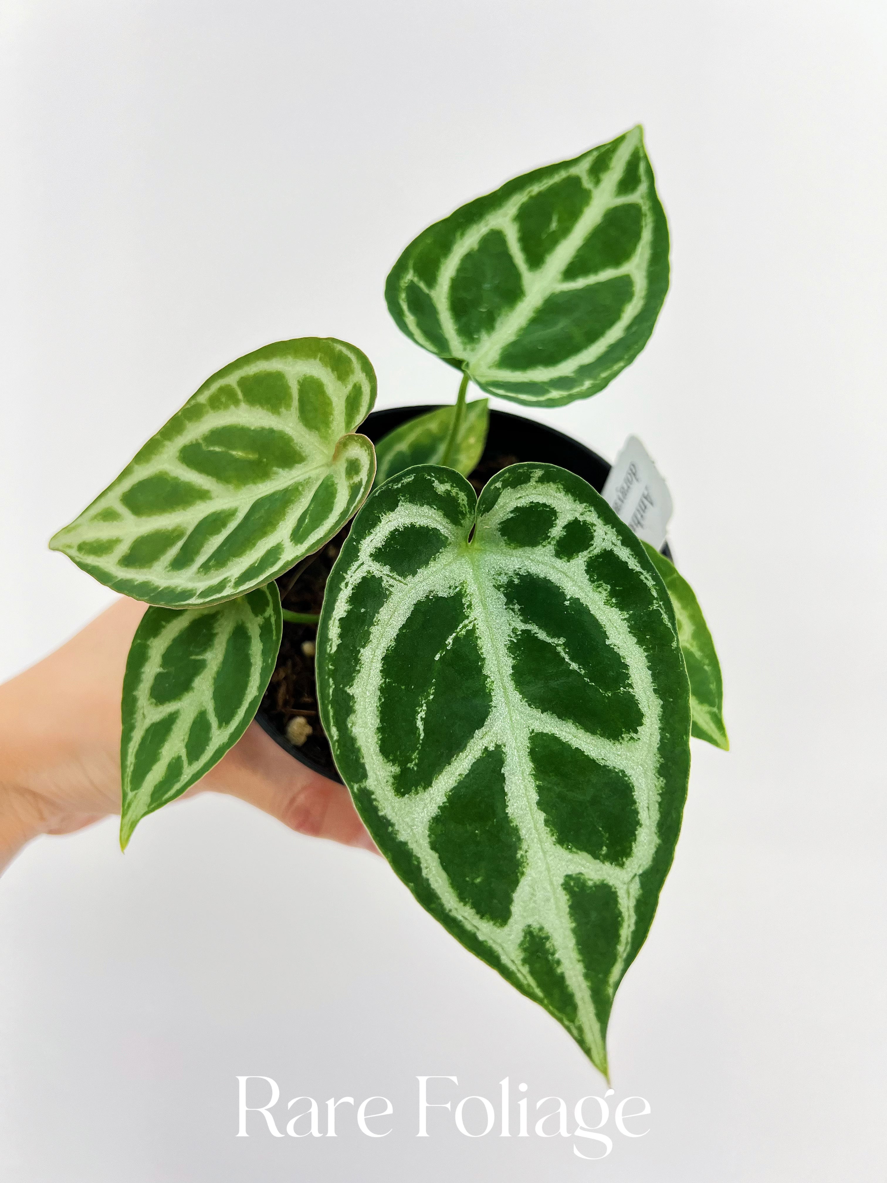 anthurium dorayaki hybrid Anthurium Dorayaki x Crystallinum 4”