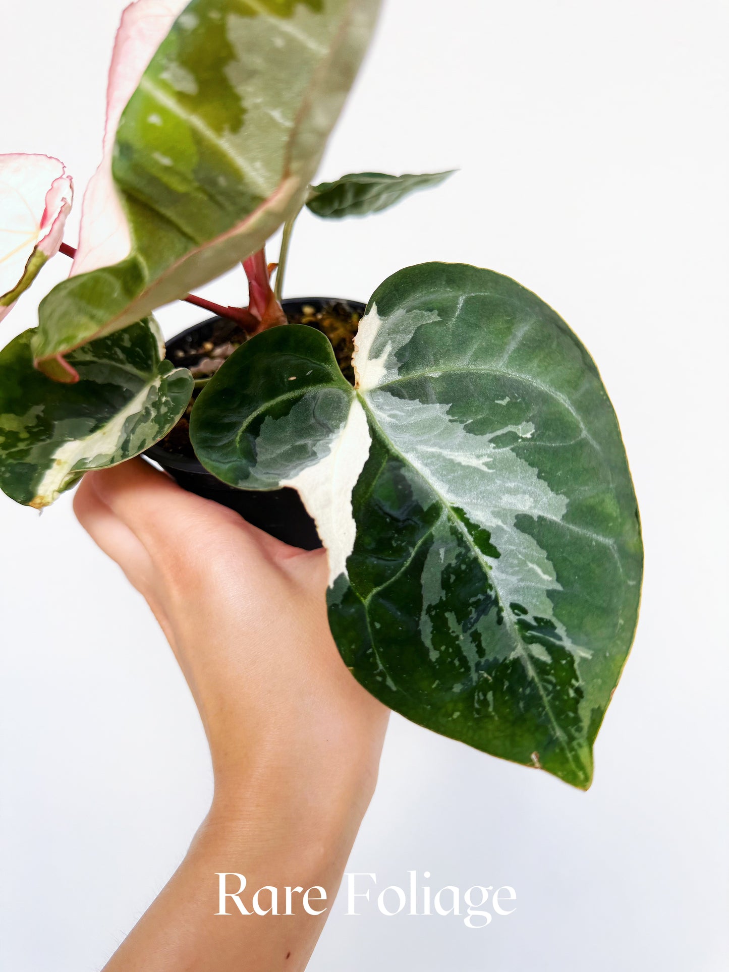 Anthurium Eclipse Rose Variegated 4" Exact Plant
