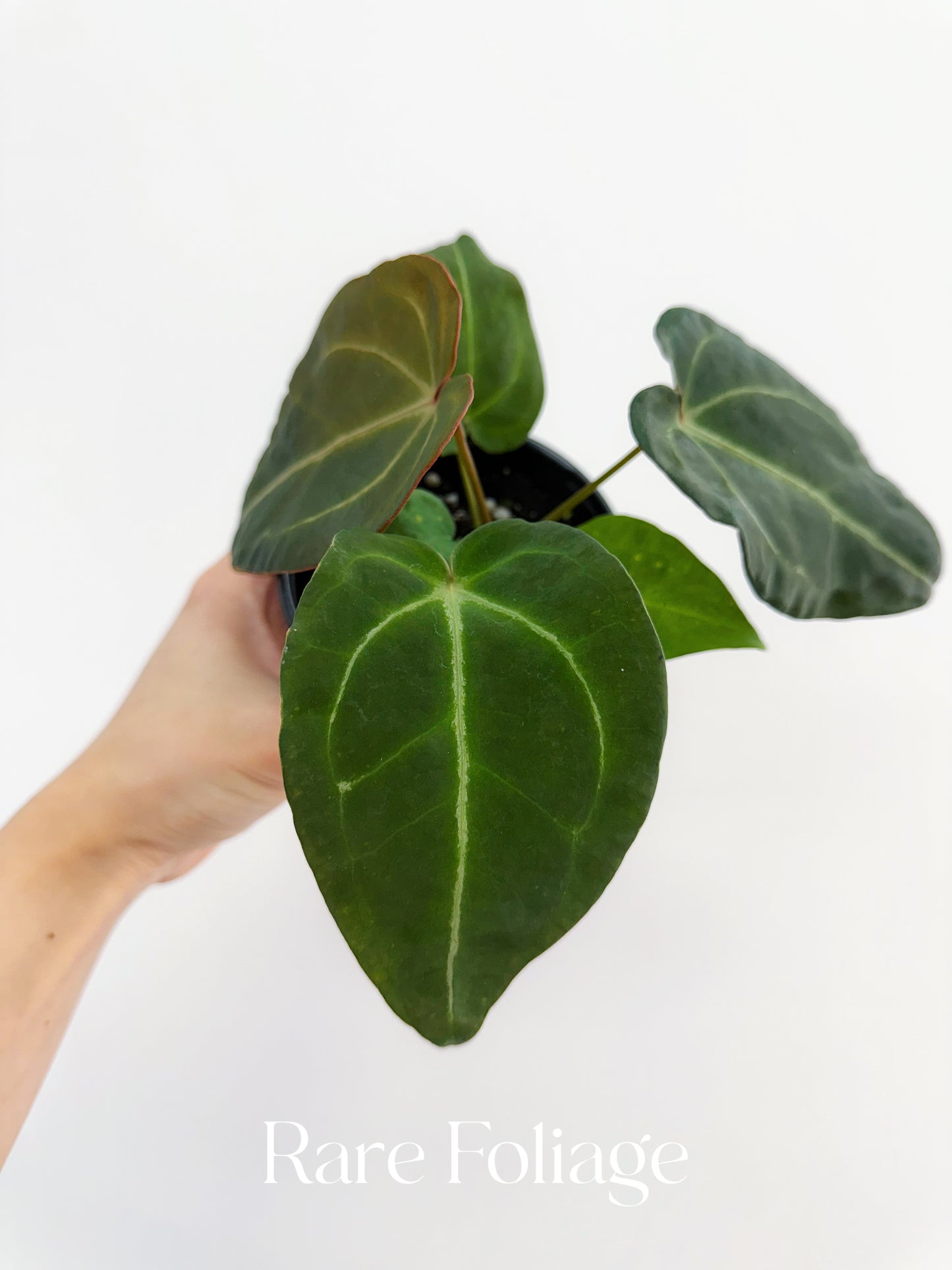 Anthurium Forgetii 4"