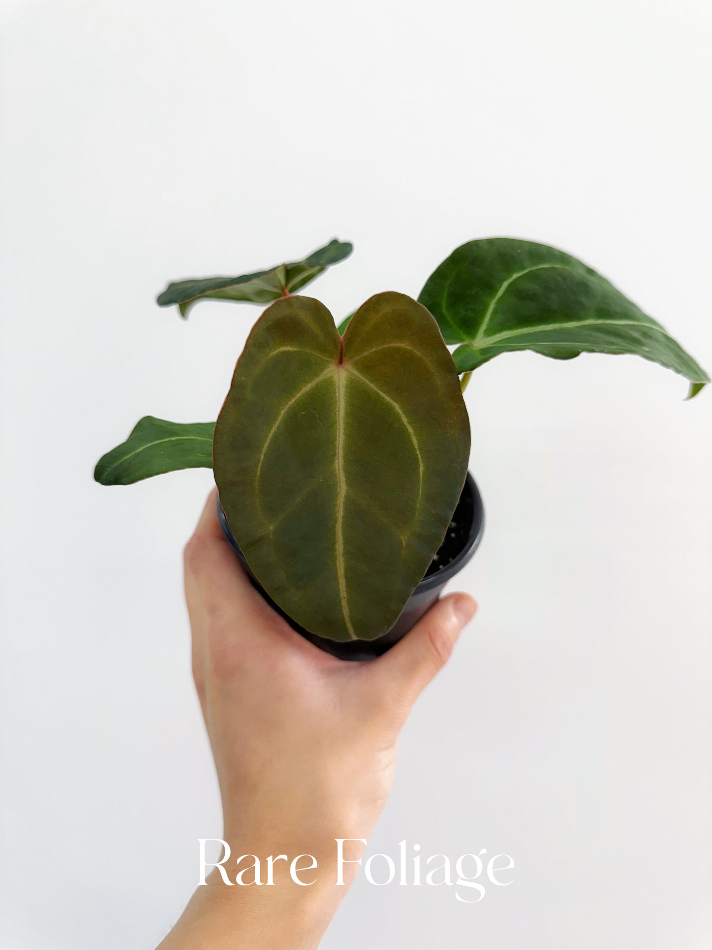Anthurium Forgetii 4"