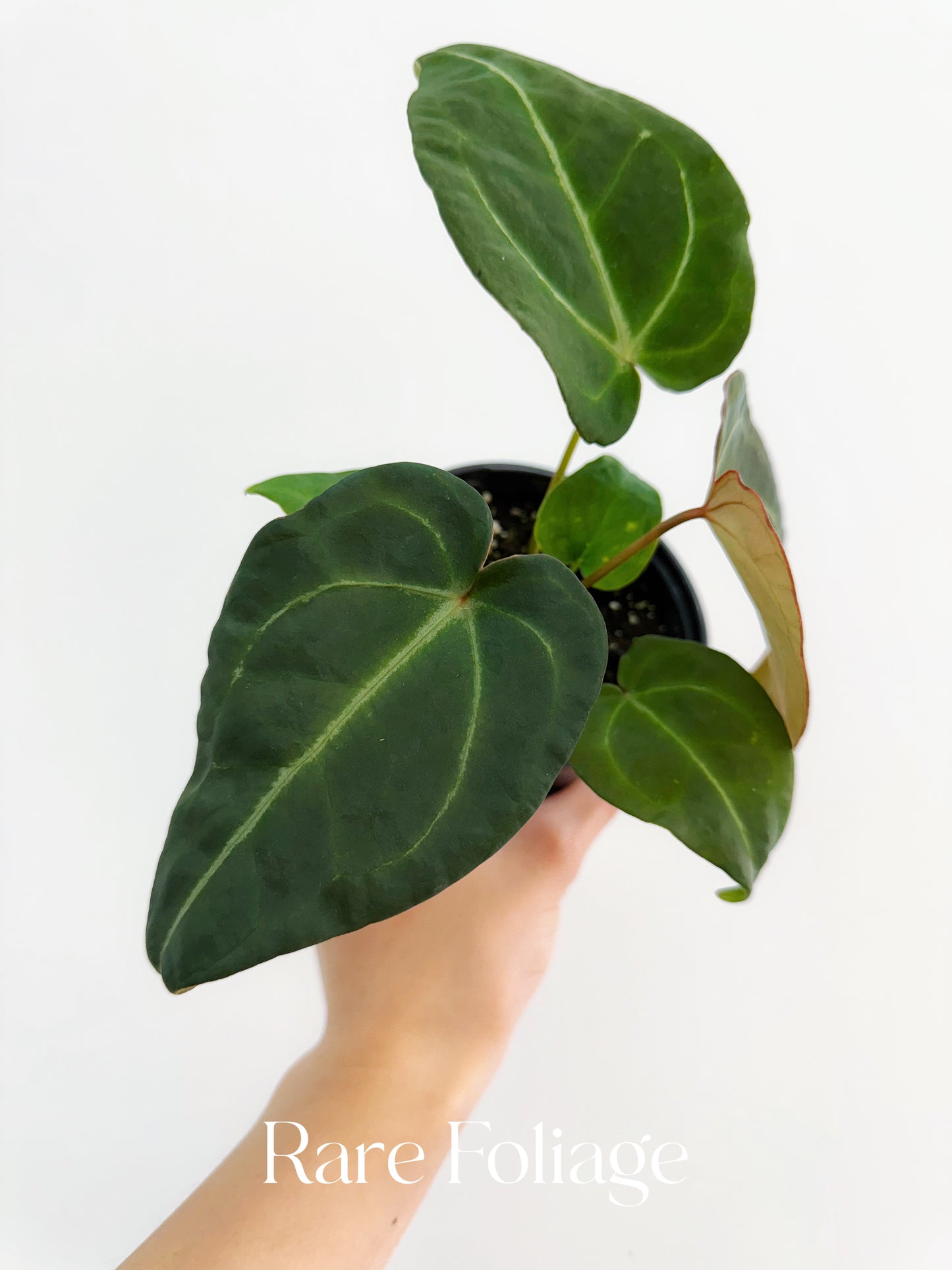 Anthurium Forgetii 4"