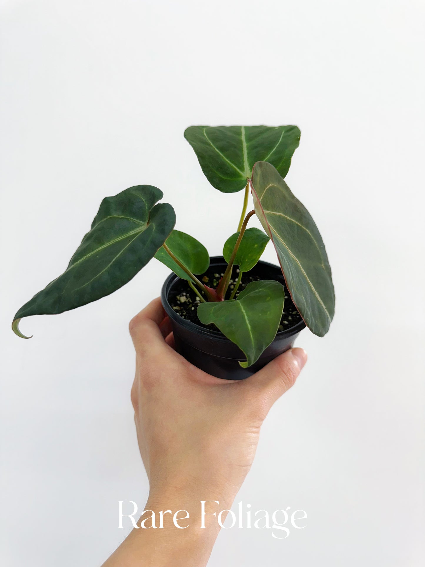 Anthurium Forgetii 4"