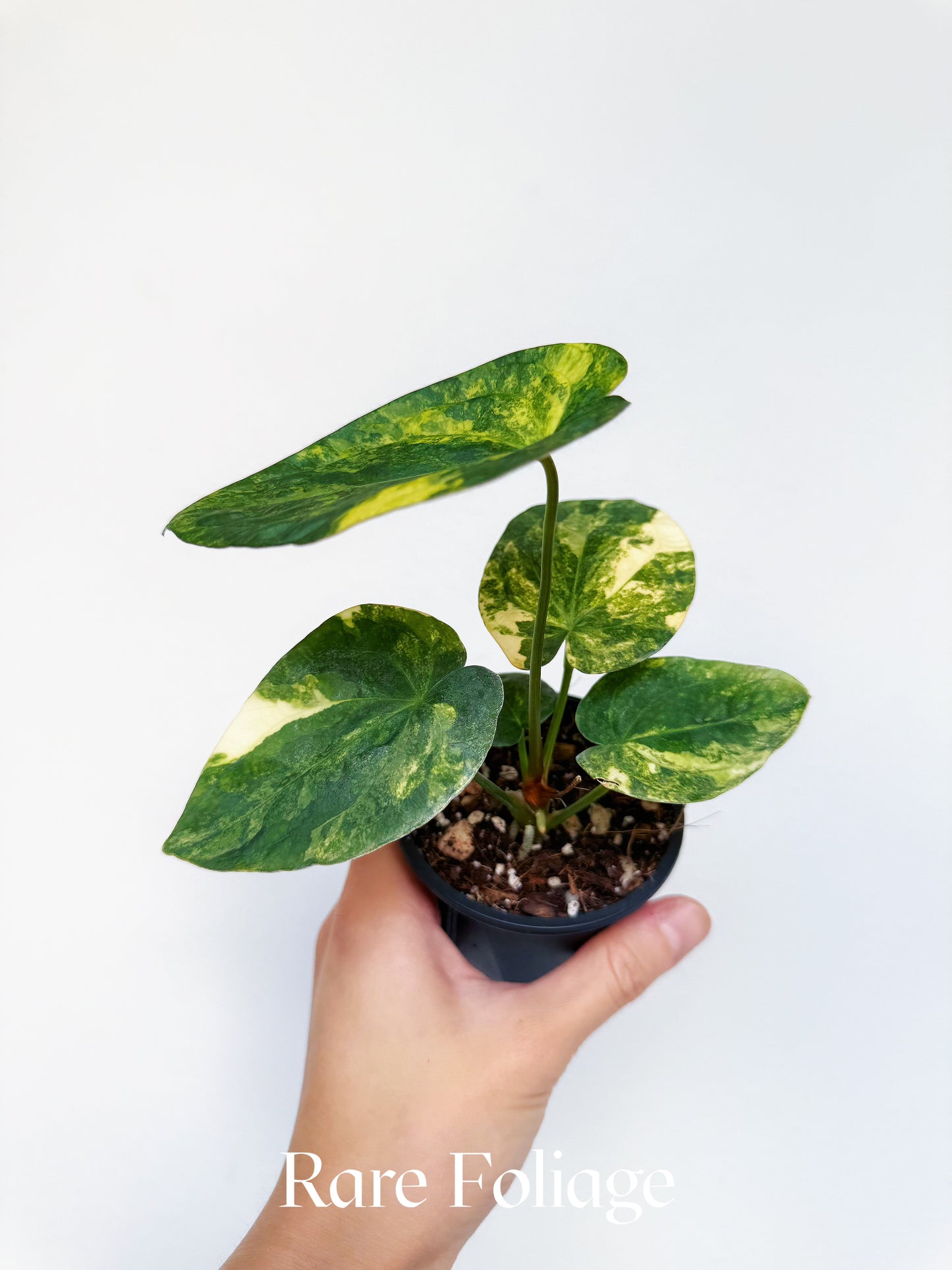 Anthurium Variegated Forgetii x Night Dragon 3" Exact Plant