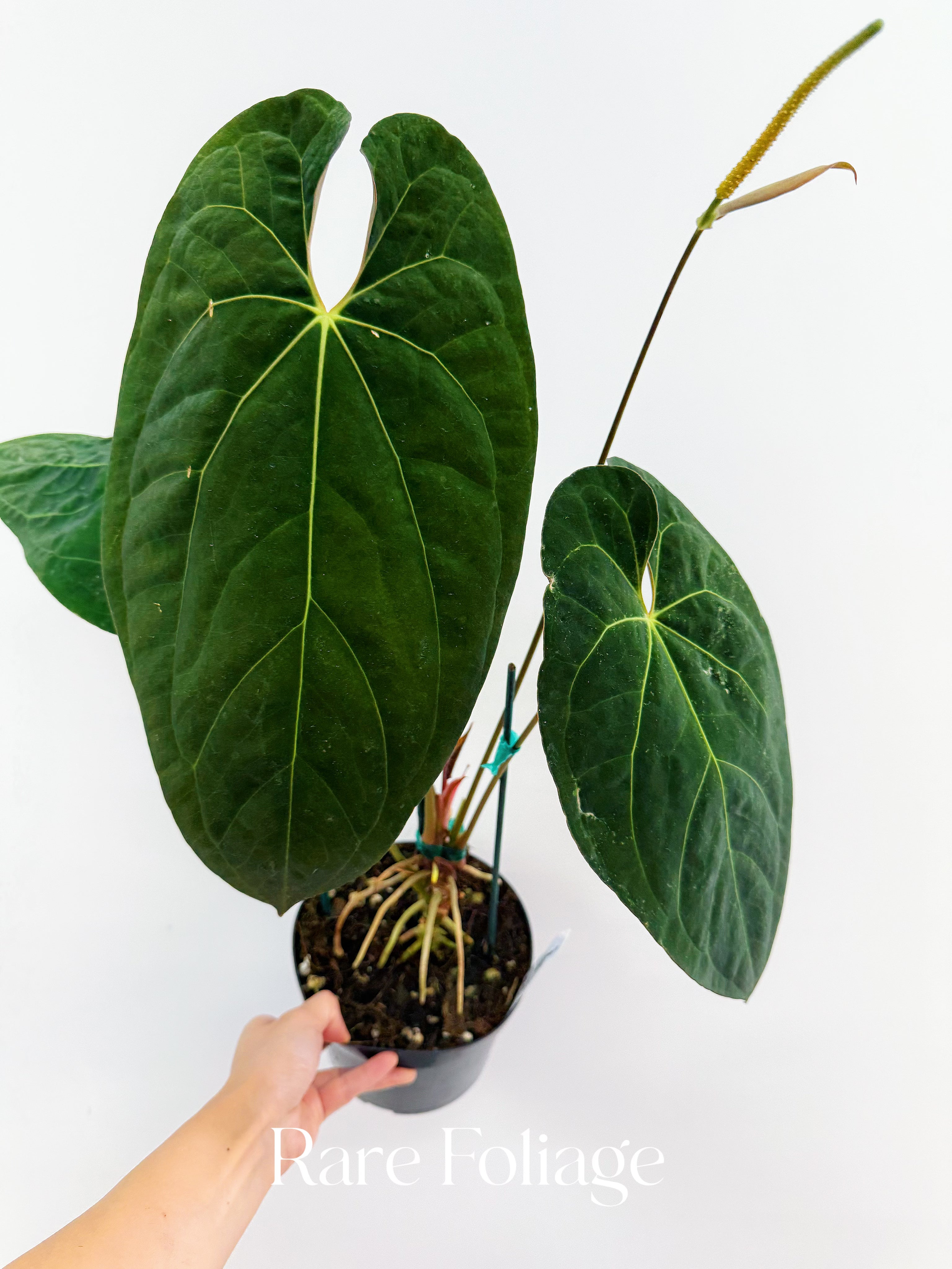 anthurium williamsii Anthurium Fort Sherman 6" Mother Plant – Rare Foliage Plant Co