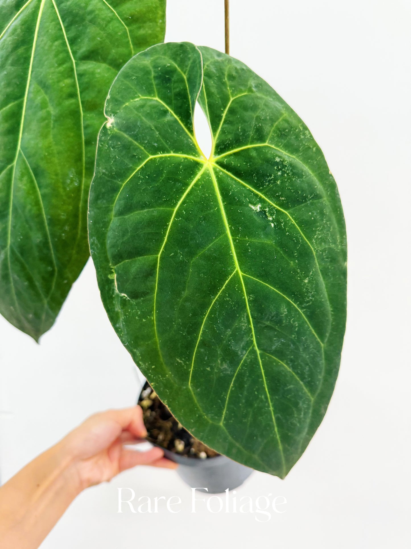 Anthurium Fort Sherman 6" Mother Plant