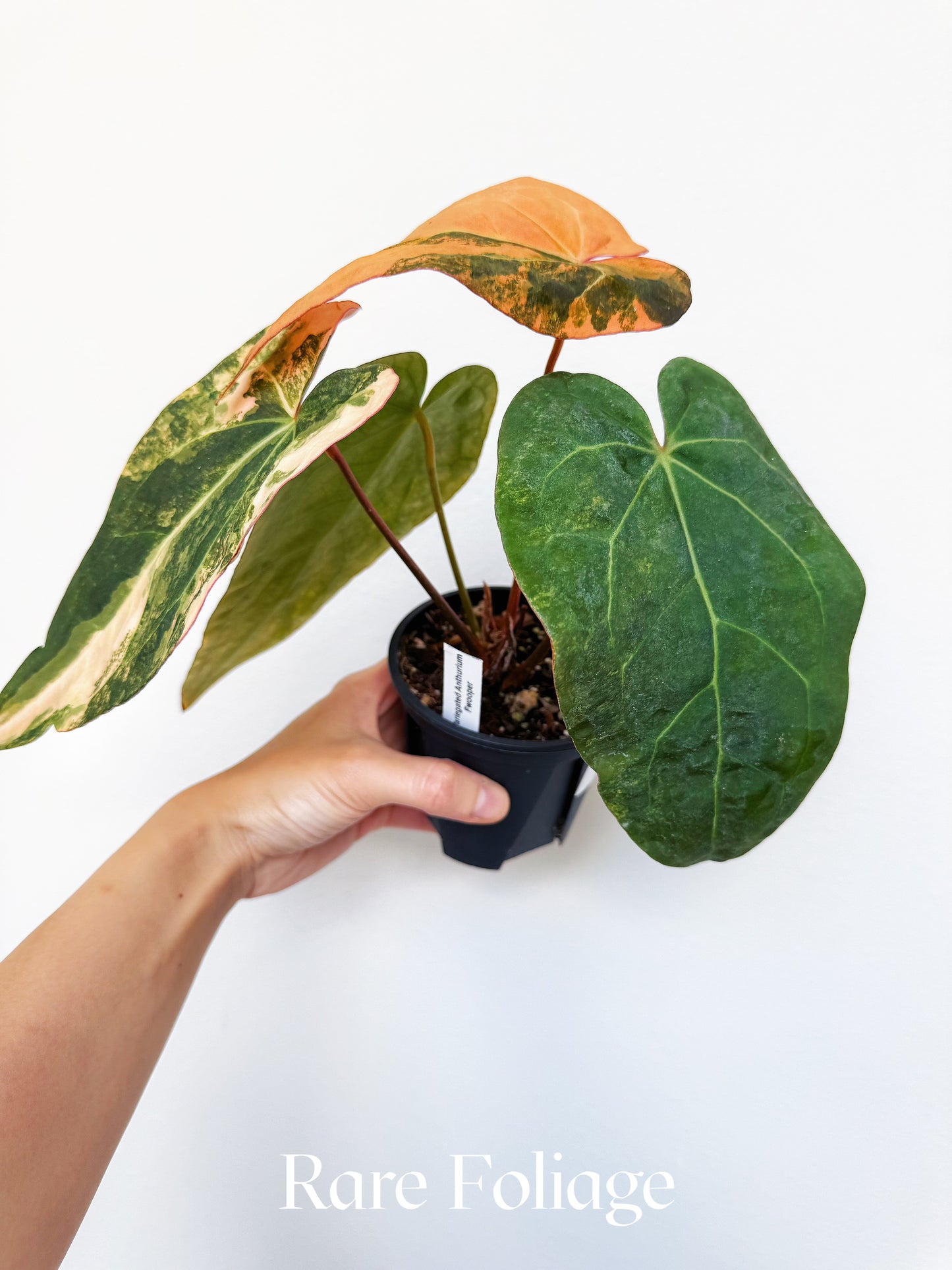 Anthurium Fwooper Variegated 4" Exact Plant