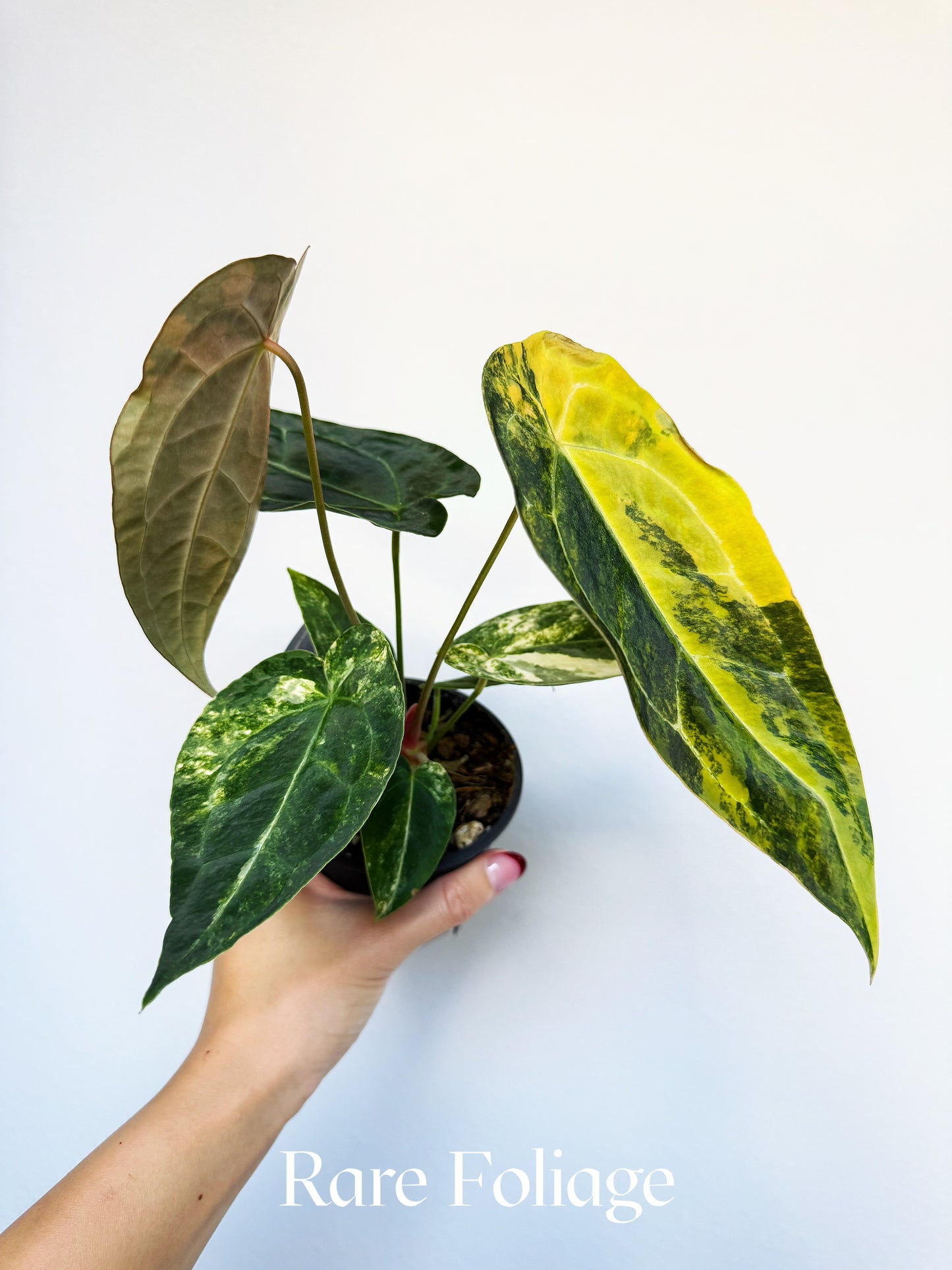 Anthurium Golden Sunrise Spider Pink x Purple Forgetii 4" Exact
