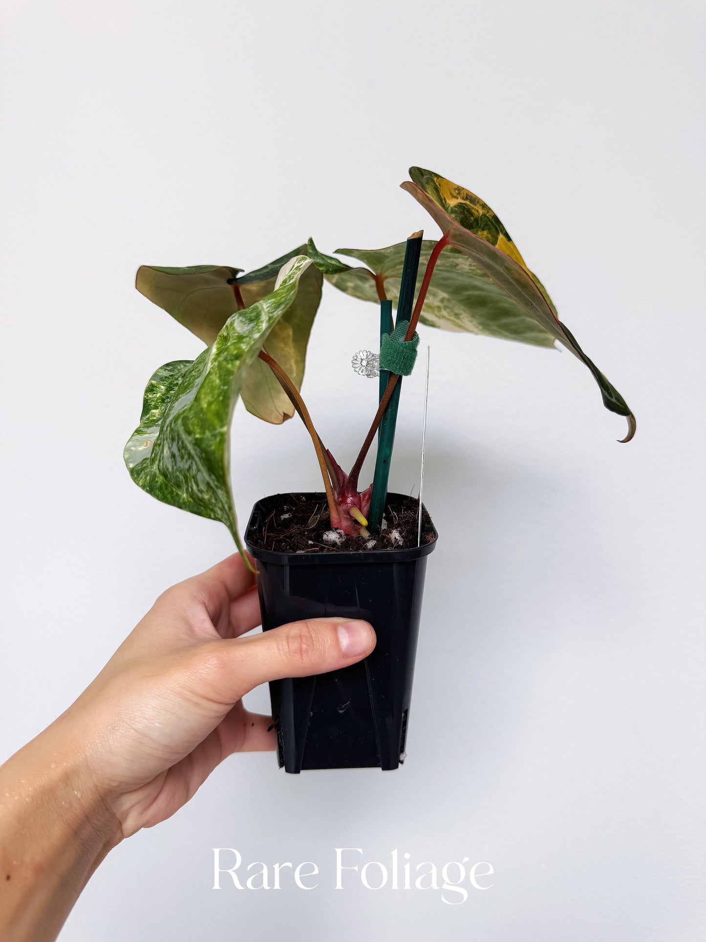 Anthurium Golden Sunrise x Carlablackiae Variegated 4” Exact Plant