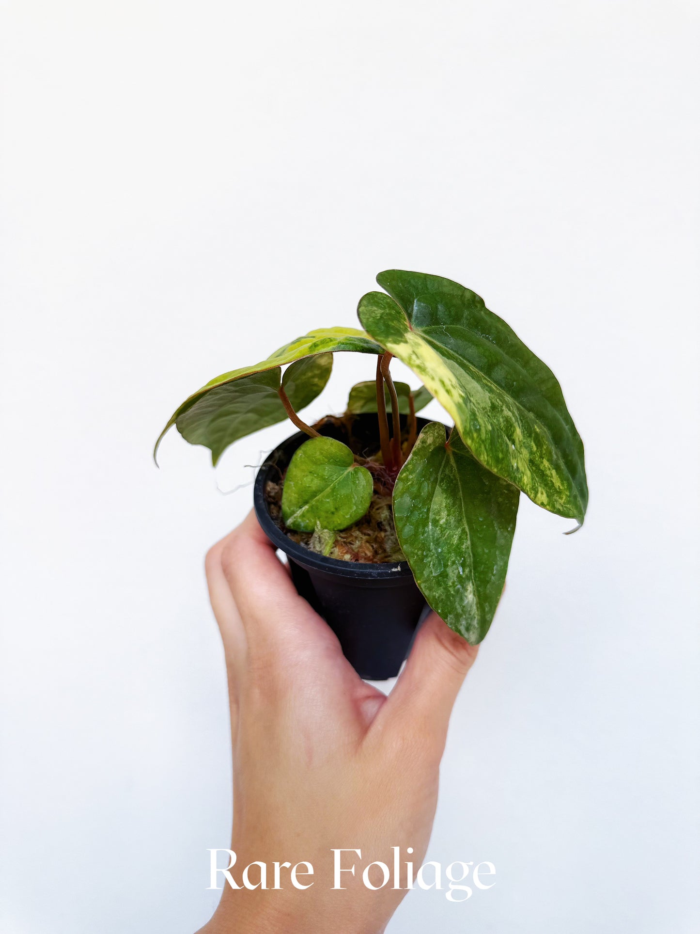 Anthurium Golden Sunrise x KOS Pink x RVDP 3" Exact Plant