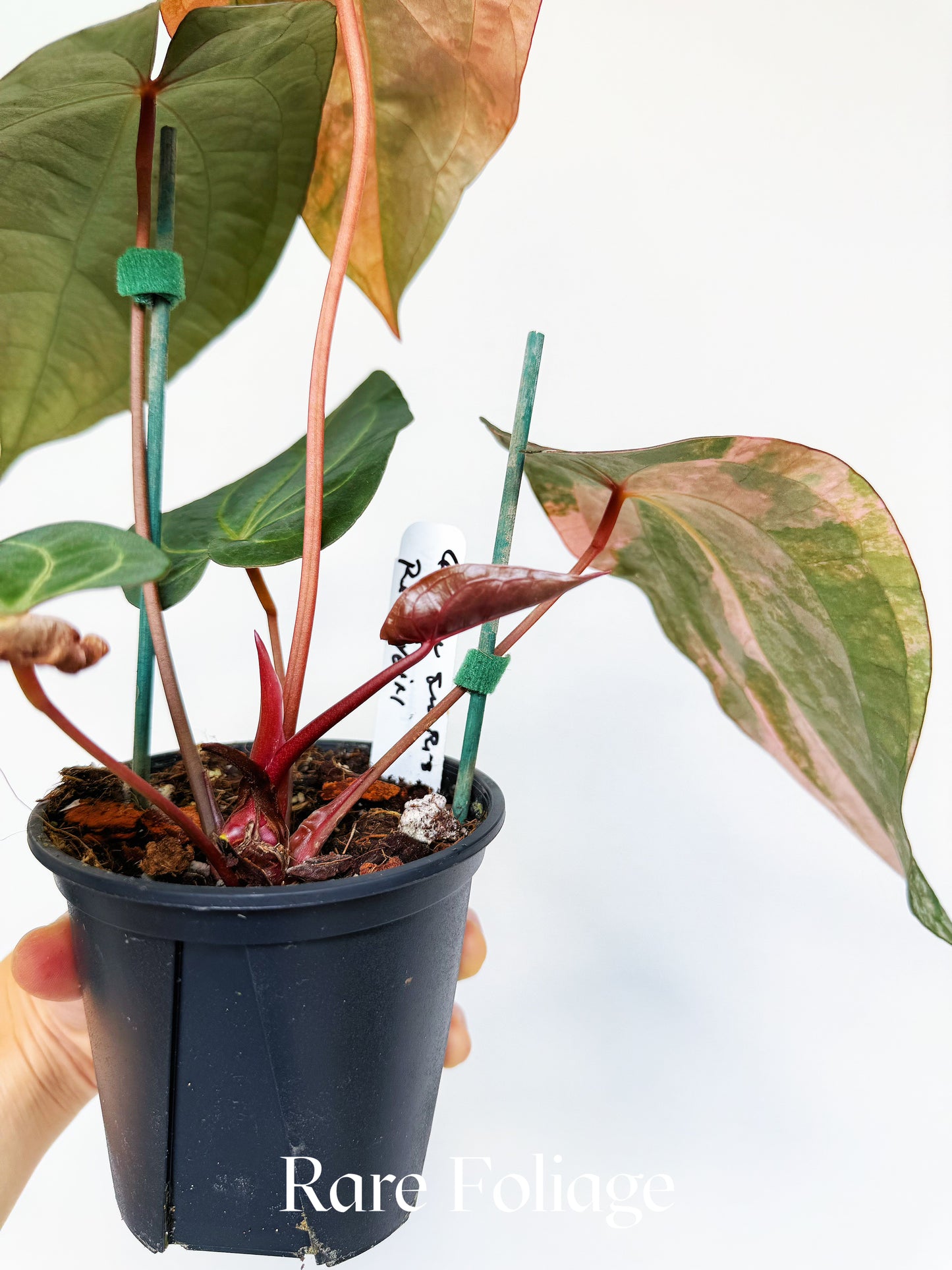 Anthurium Golden Sunrise x SOJ Red Vein 4” Exact Plant