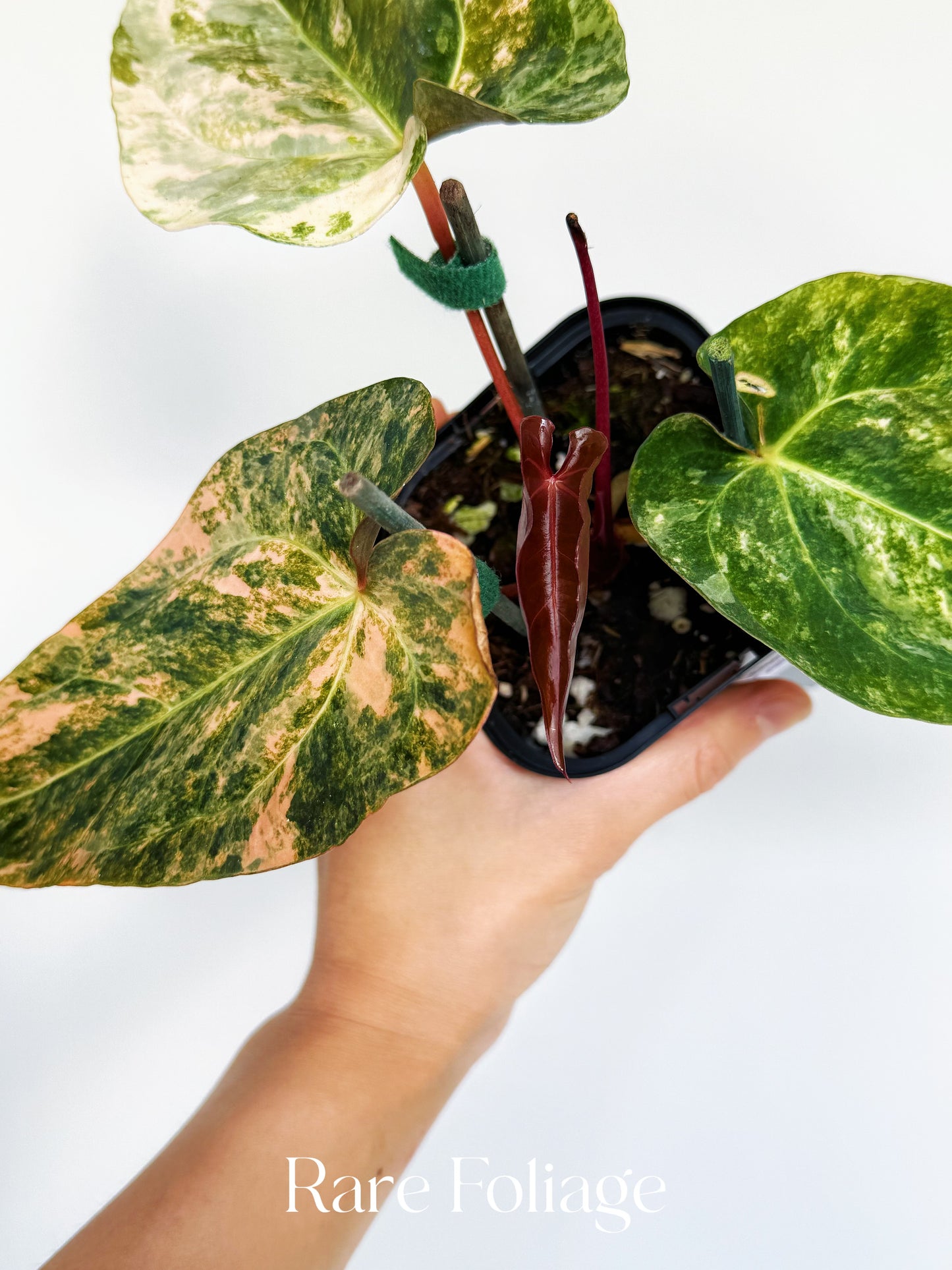 Anthurium Golden Sunrise x SOJ Red Vein 4” Exact Plant