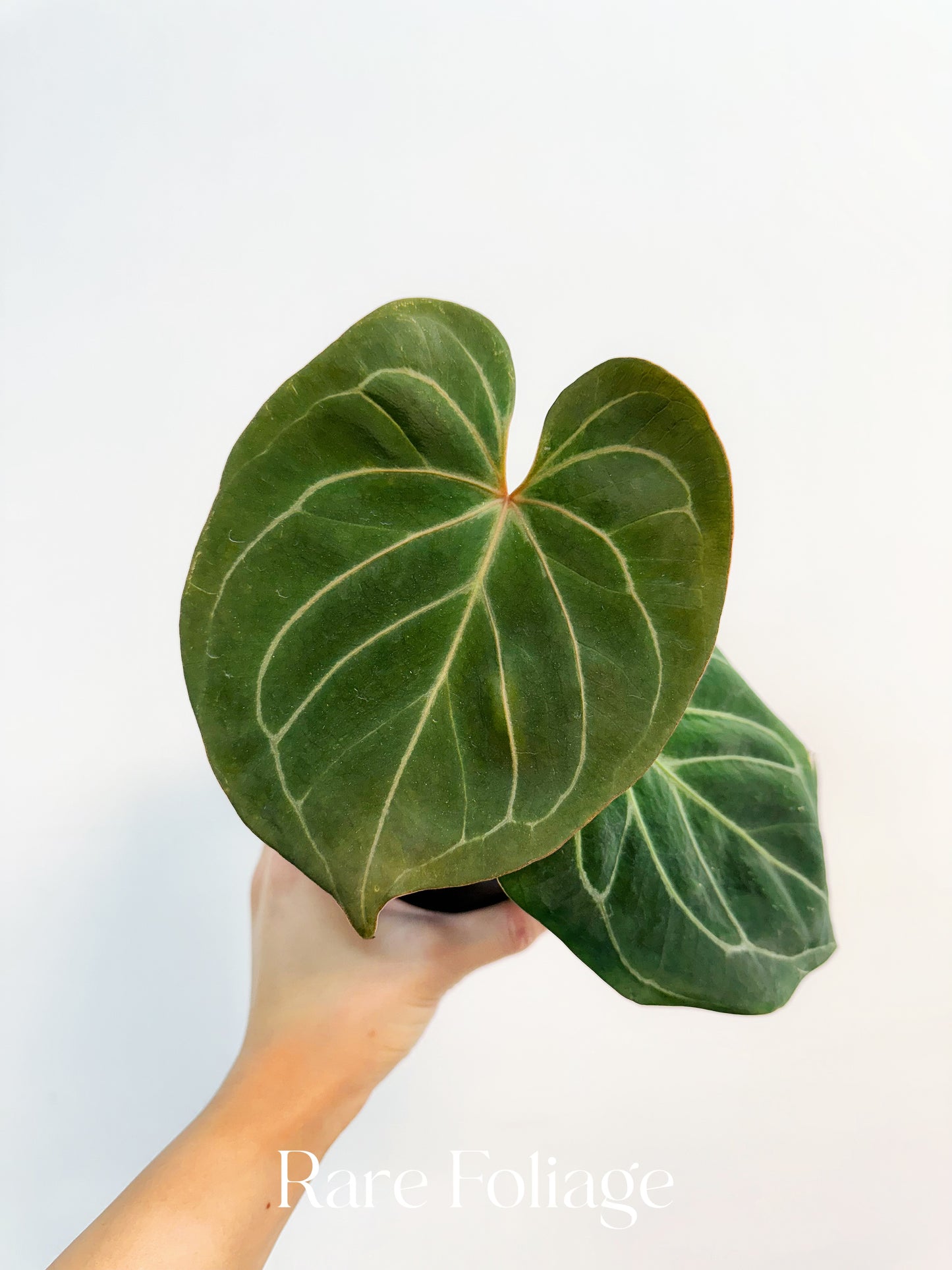 Anthurium King of Spades 4”