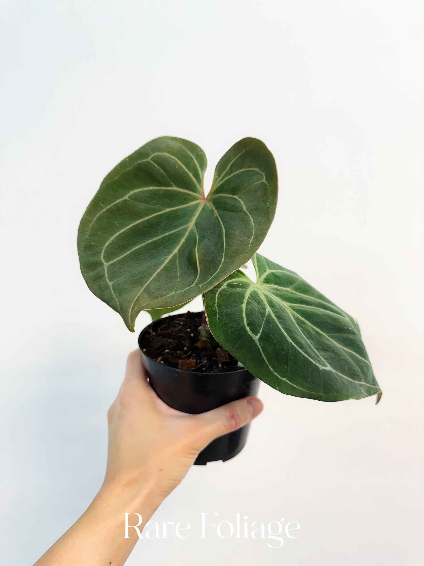 Anthurium King of Spades 4”