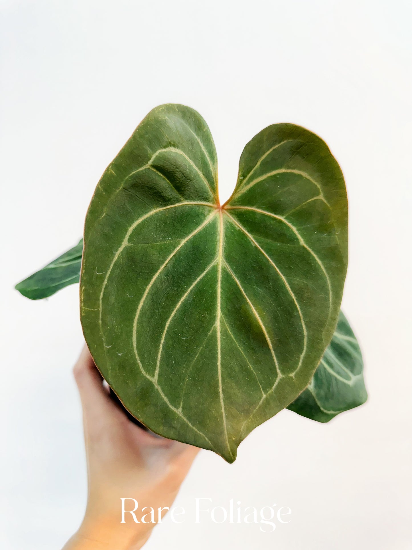 Anthurium King of Spades 4”