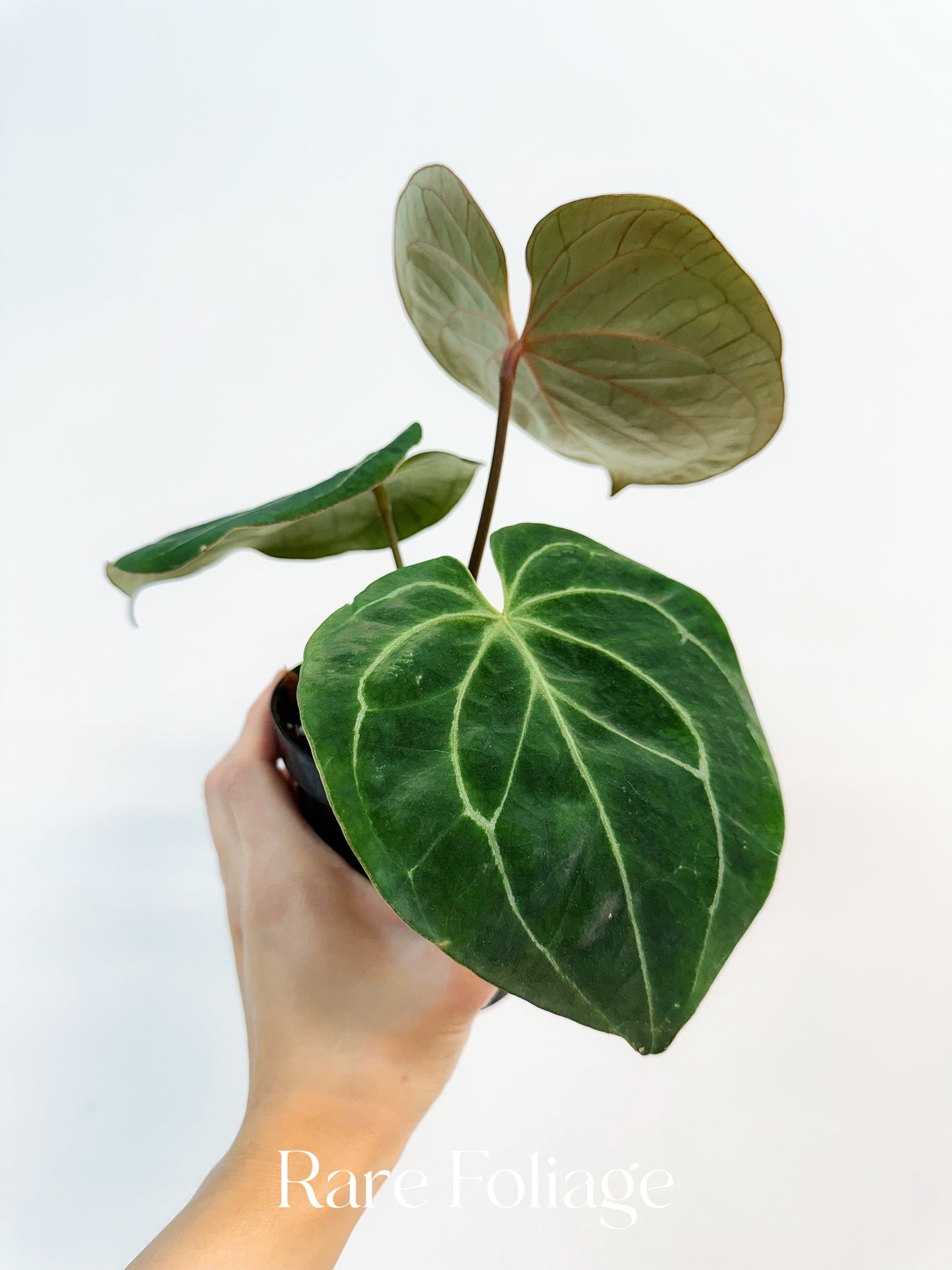 Anthurium King of Spades 4”