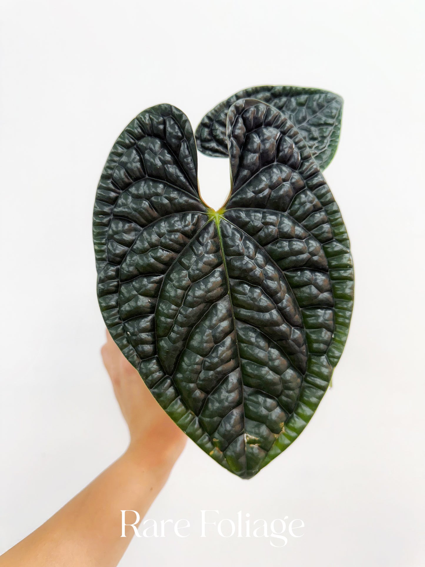 Anthurium Luxurians 4”