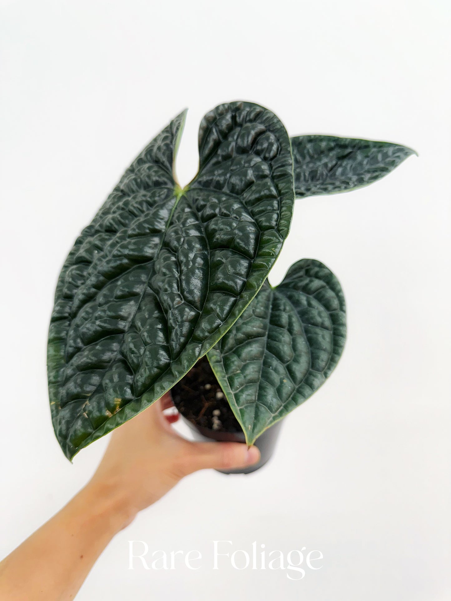 Anthurium Luxurians 4”