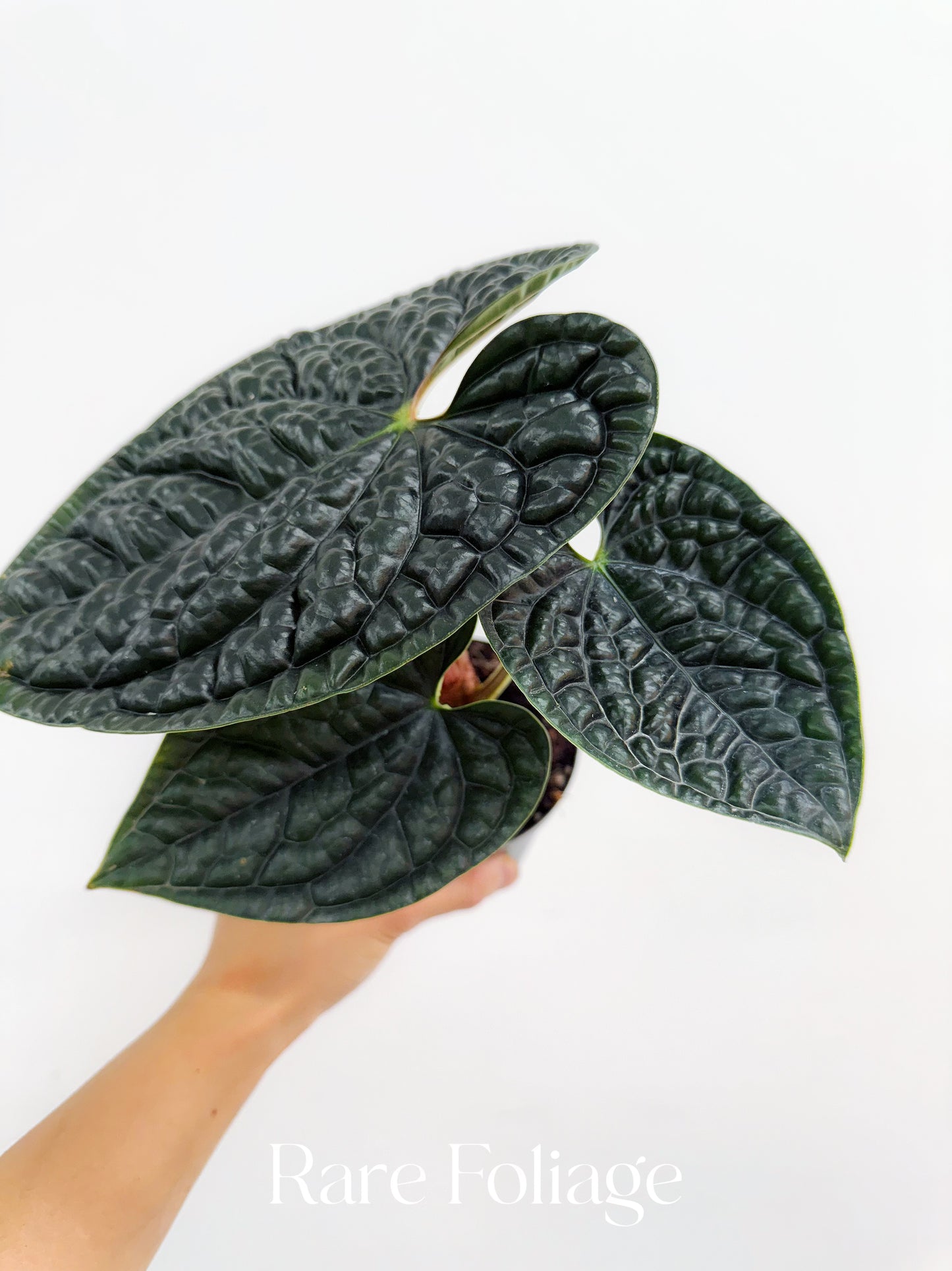 Anthurium Luxurians 4”
