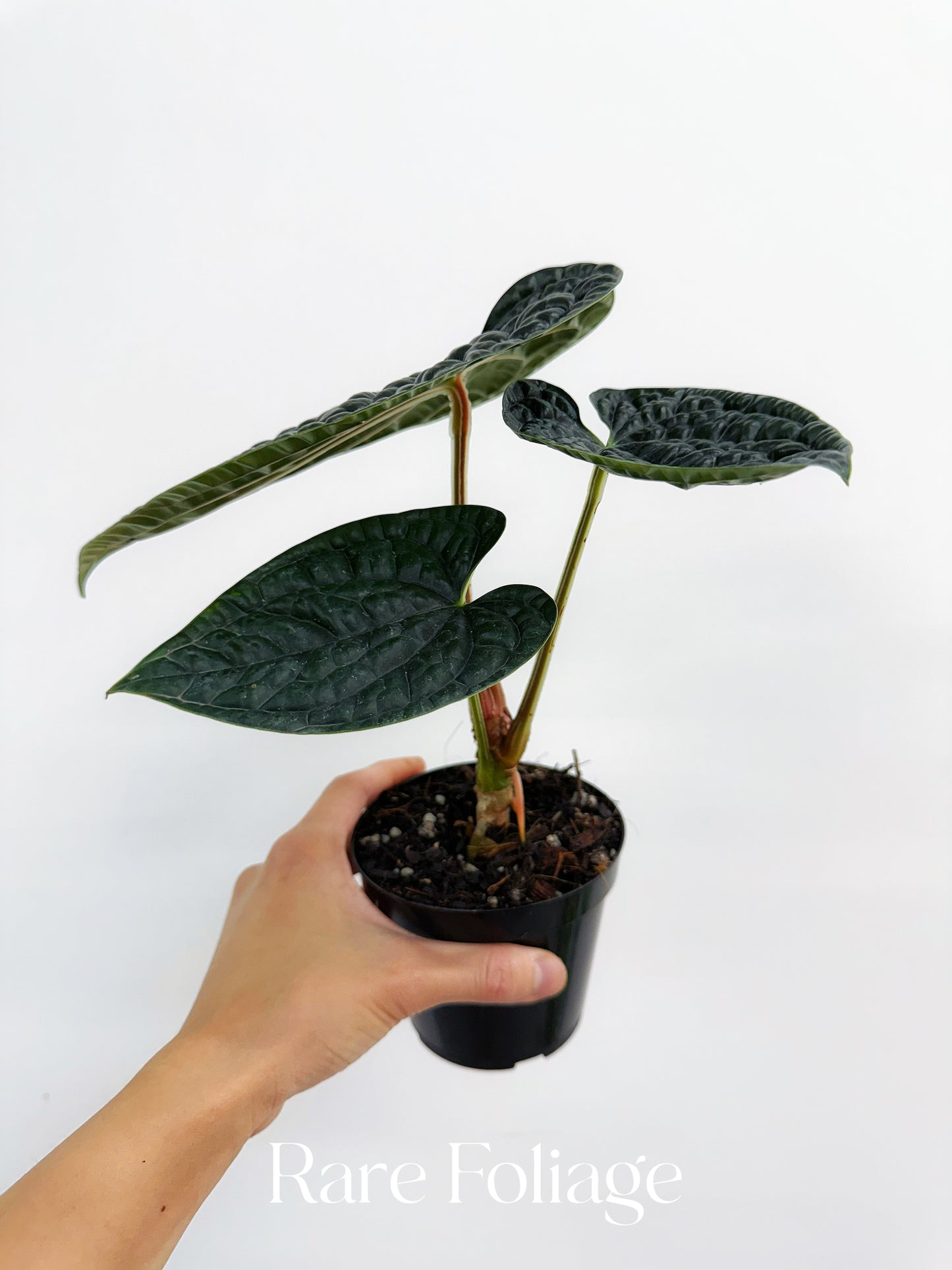 Anthurium Luxurians 4”
