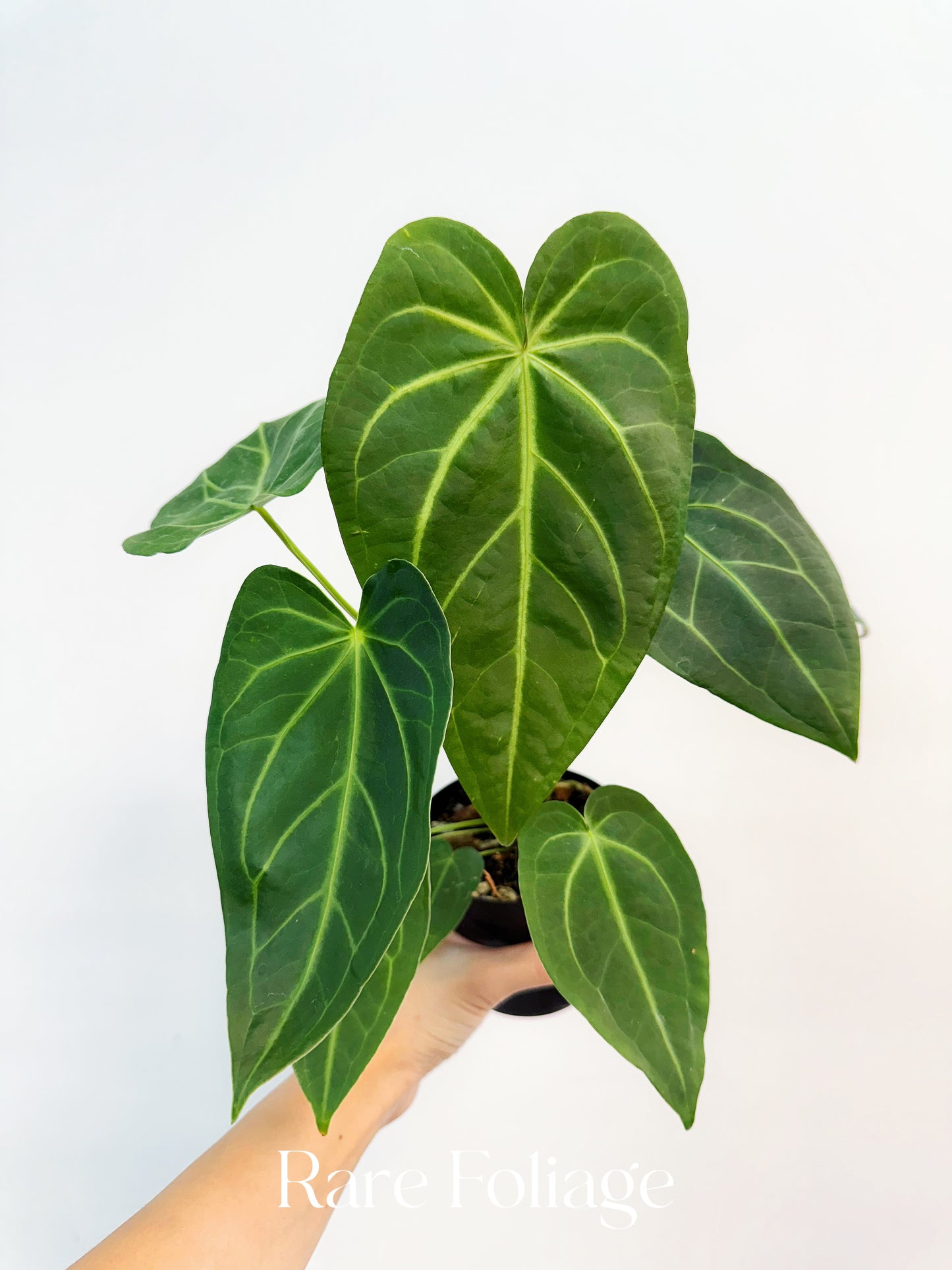 Anthurium Magnificum x Noid 4”