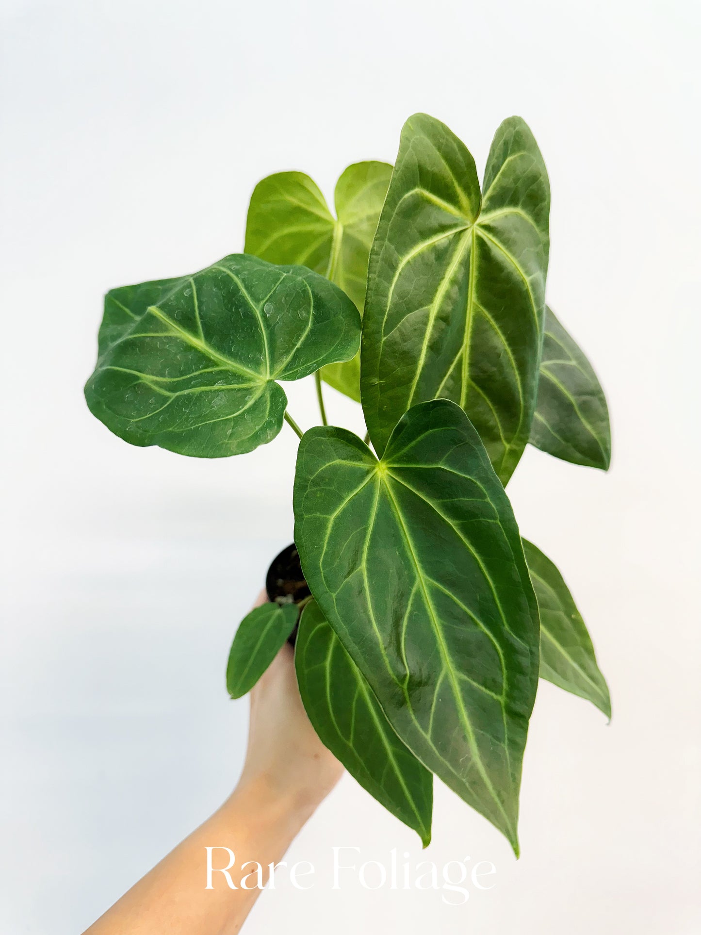 Anthurium Magnificum x Noid 4”