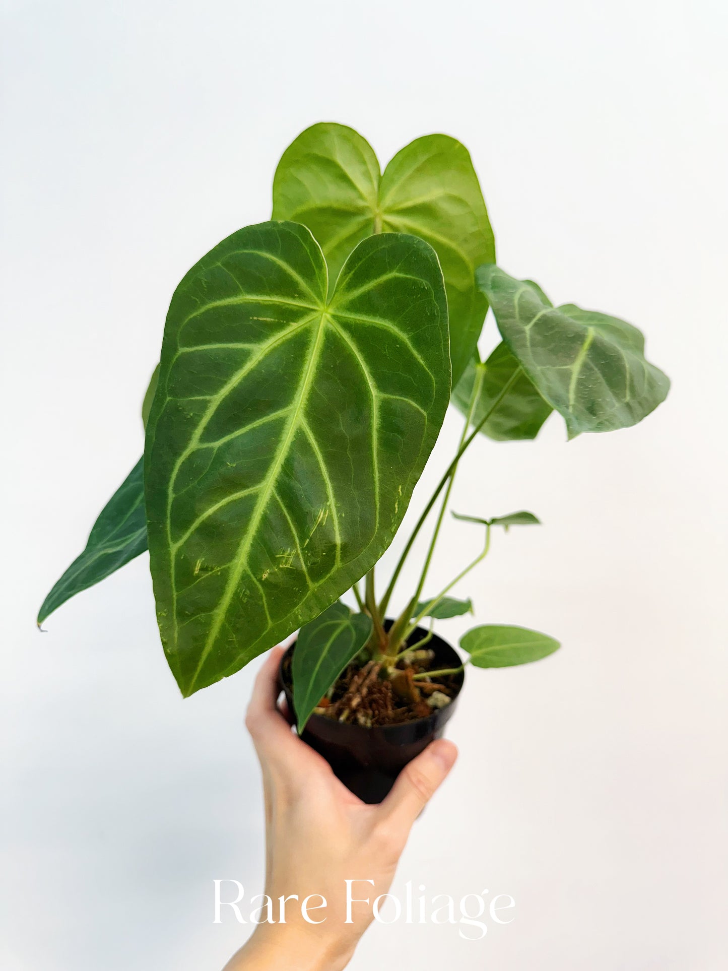 Anthurium Magnificum x Noid 4”