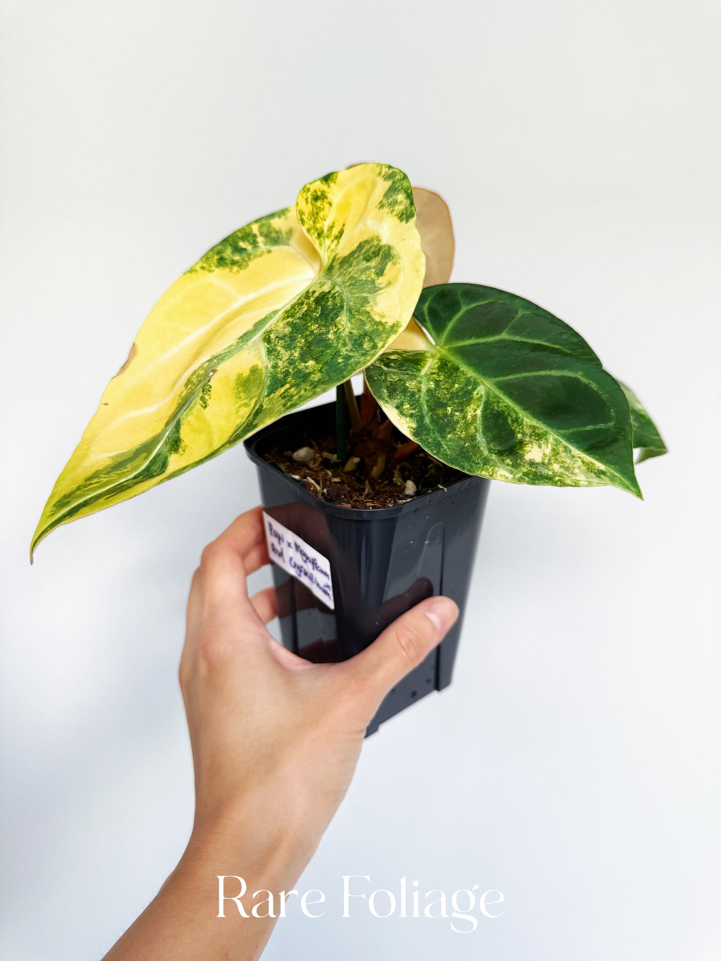 Anthurium Magnificum Variegated x Red Crystallinum 4” Exact Plant