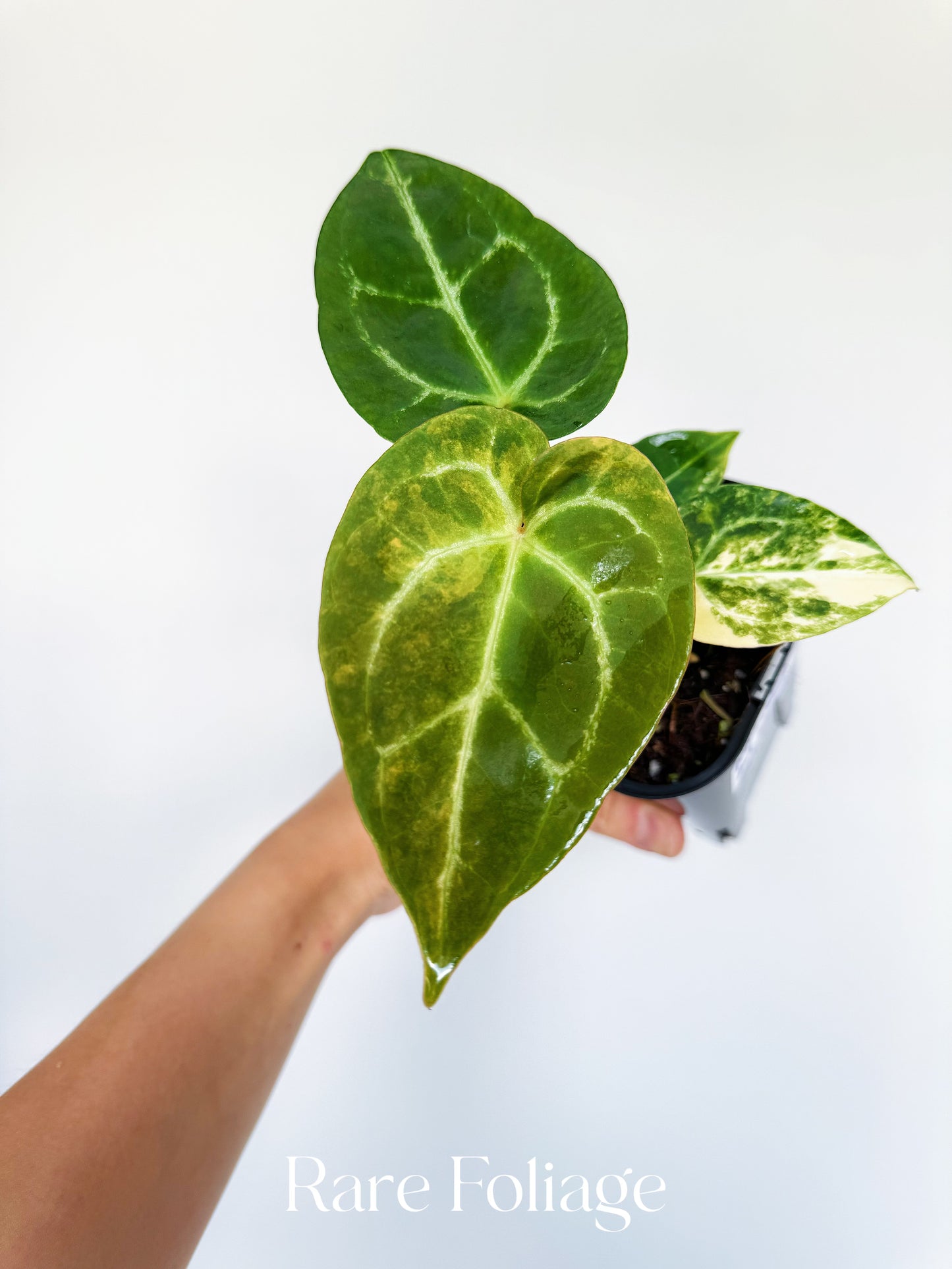 Anthurium Magnificum Variegated x Red Crystallinum 4” Exact Plant