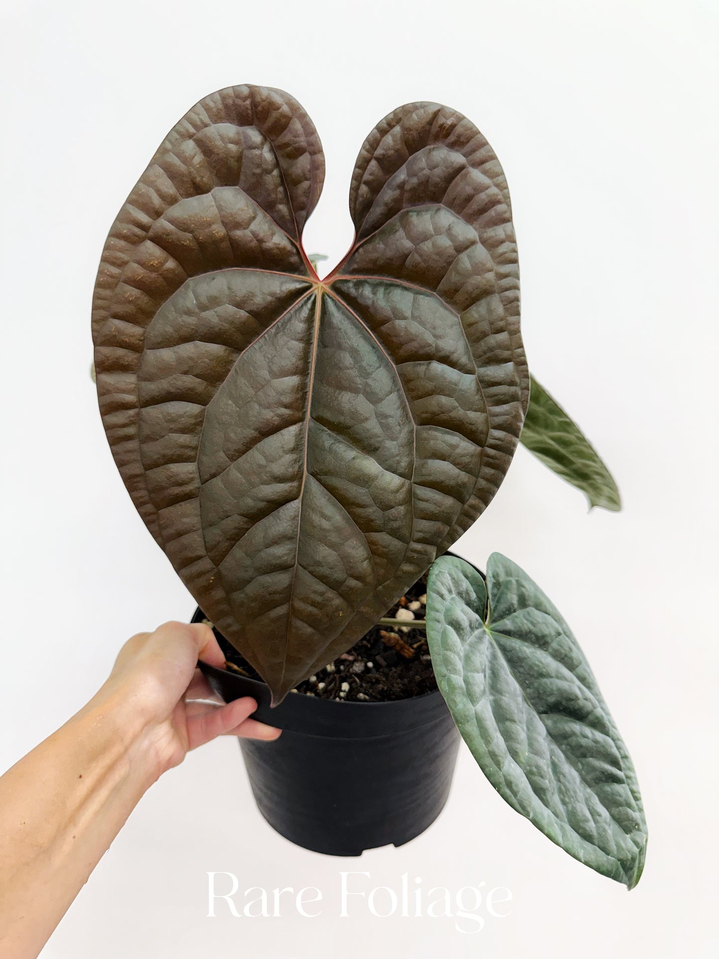Anthurium Maroon Papil x Luxurians 8” Exact Plant