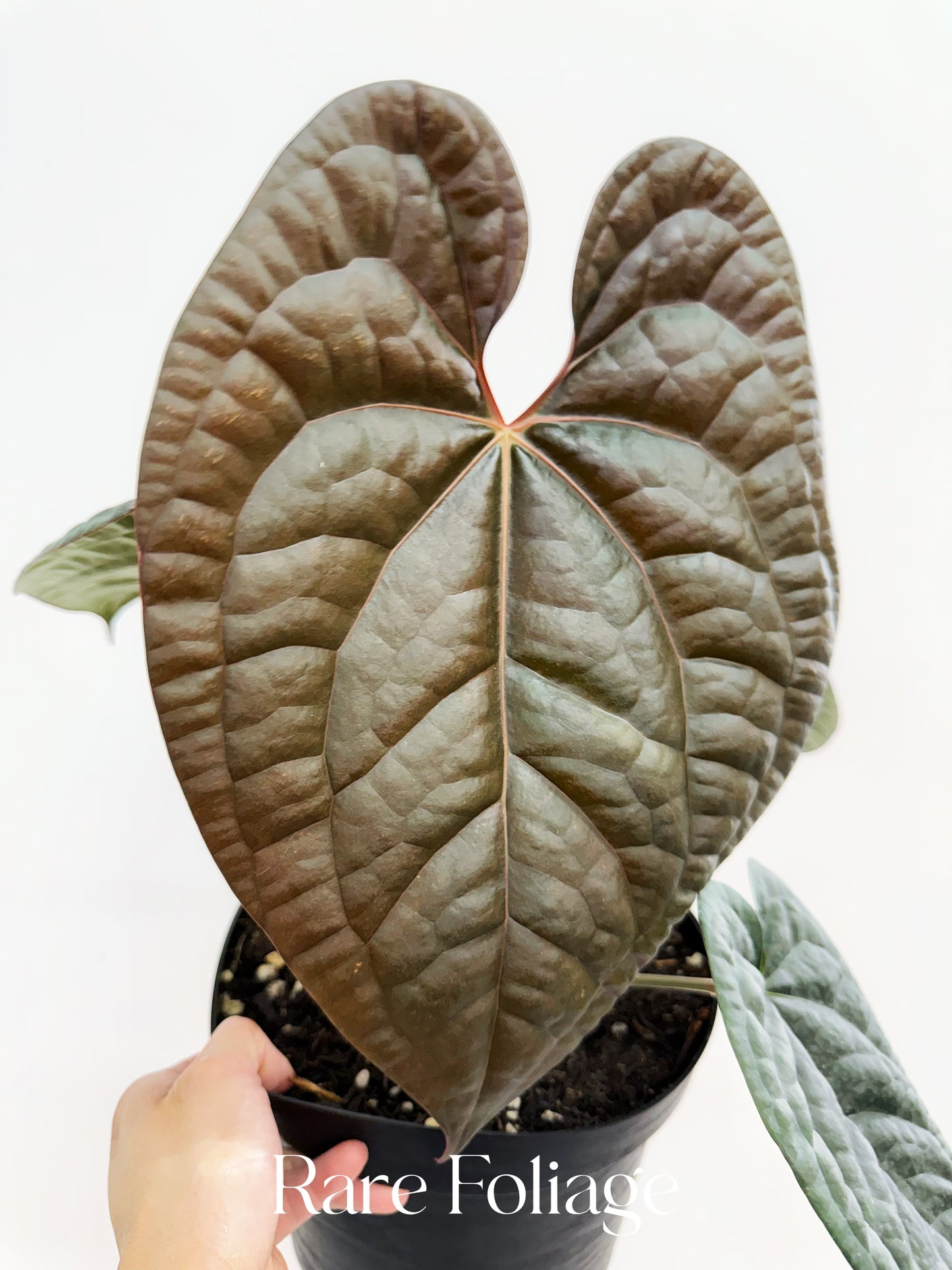 Anthurium Maroon Papil x Luxurians 8” Exact Plant