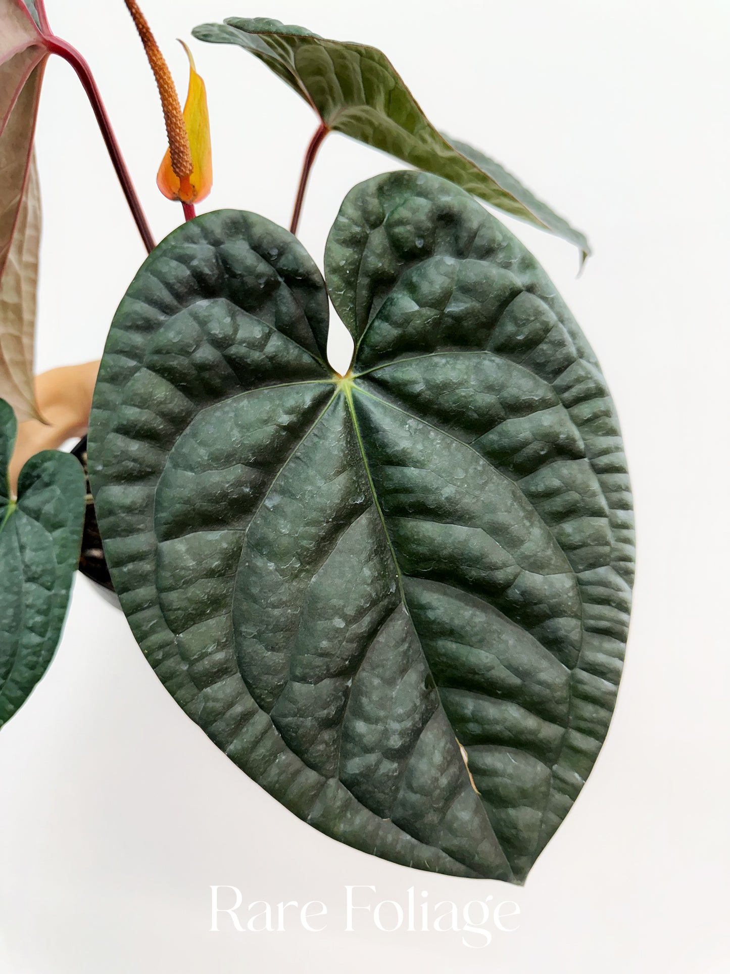 Anthurium Maroon Papil x Luxurians 8” Exact Plant