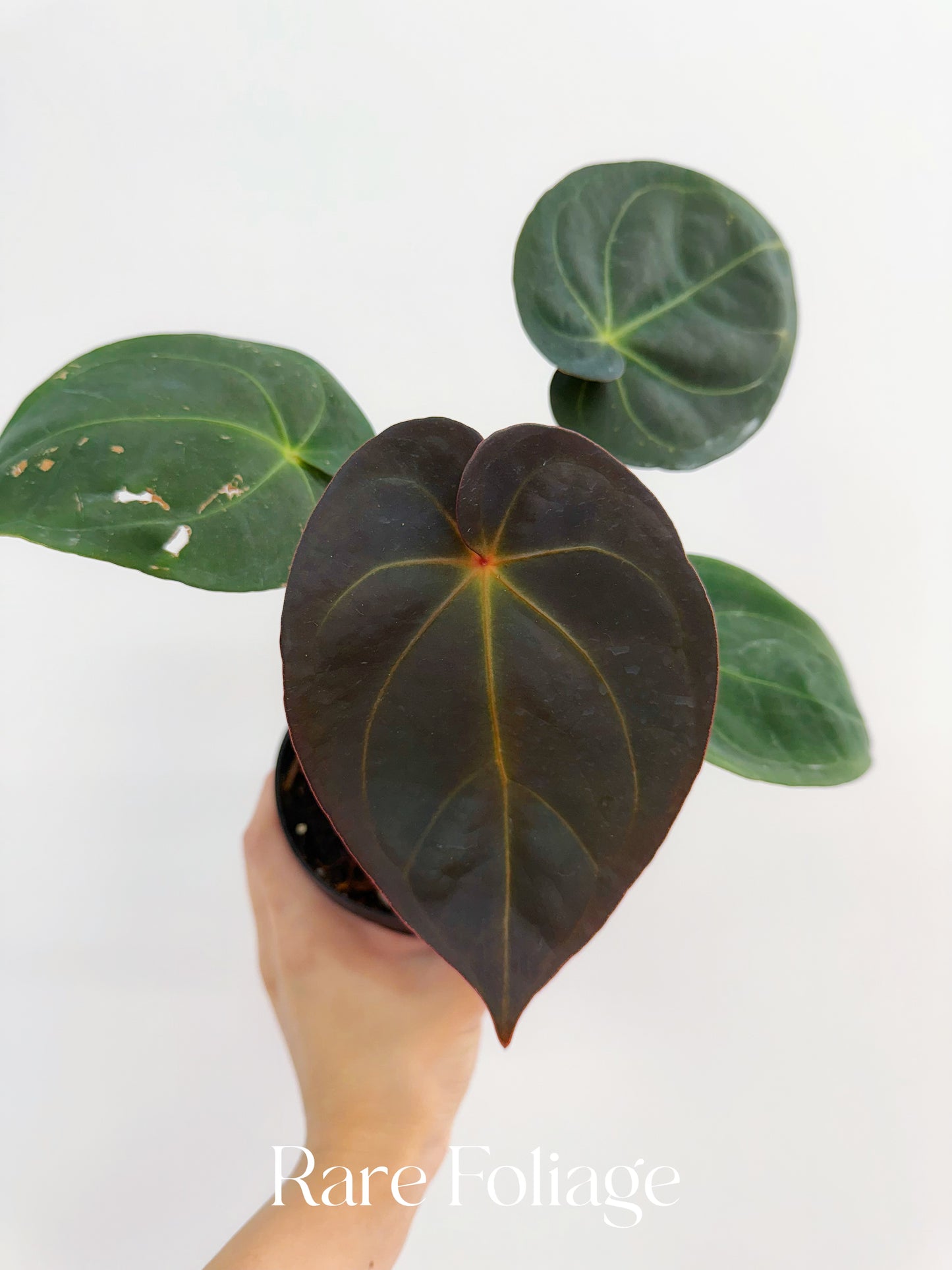 Anthurium Maroon Papil x Self 4” Exact Plant