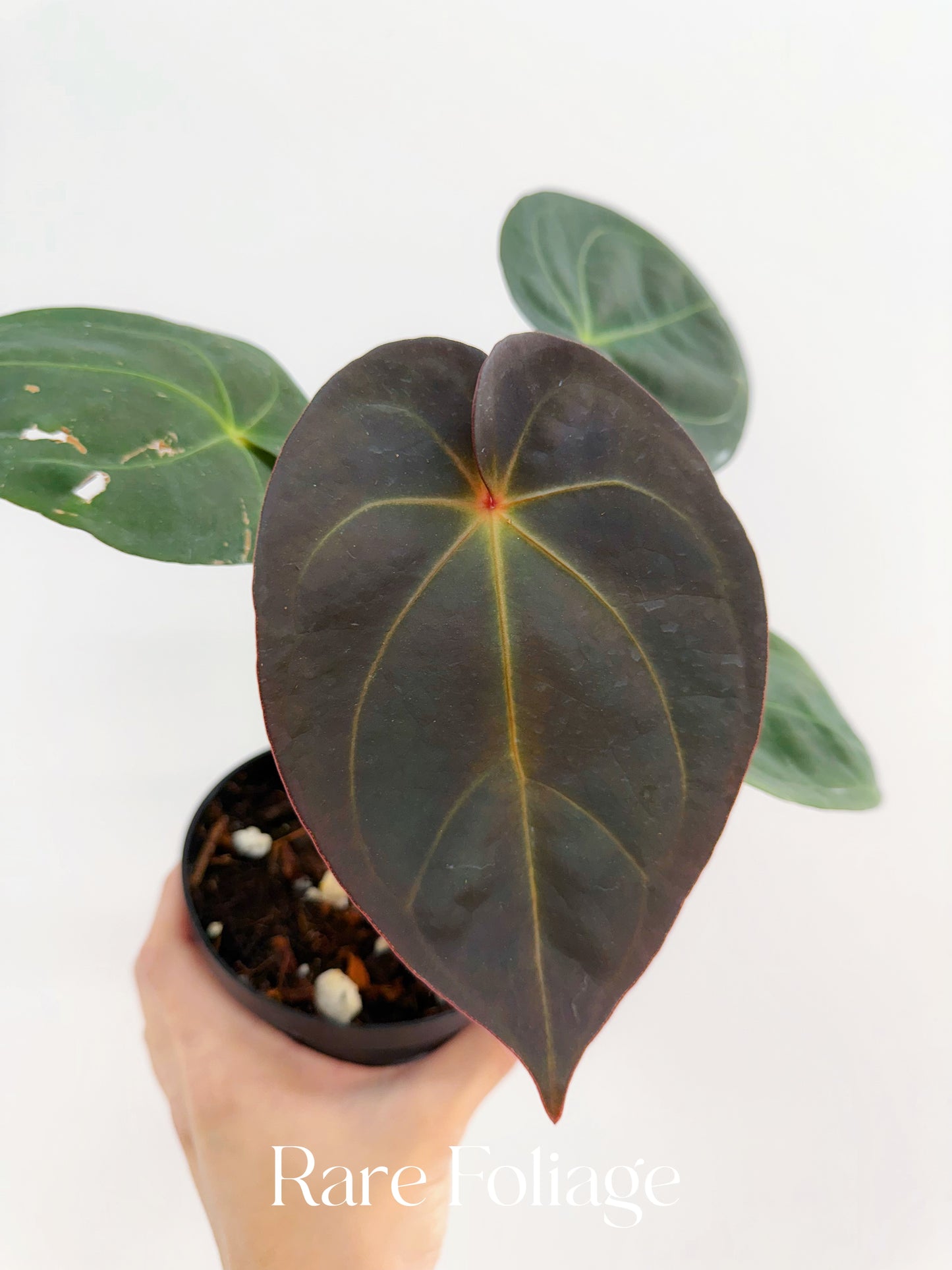Anthurium Maroon Papil x Self 4” Exact Plant