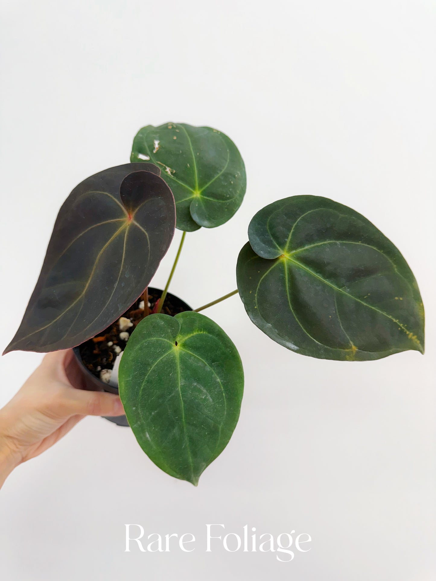 Anthurium Maroon Papil x Self 4” Exact Plant