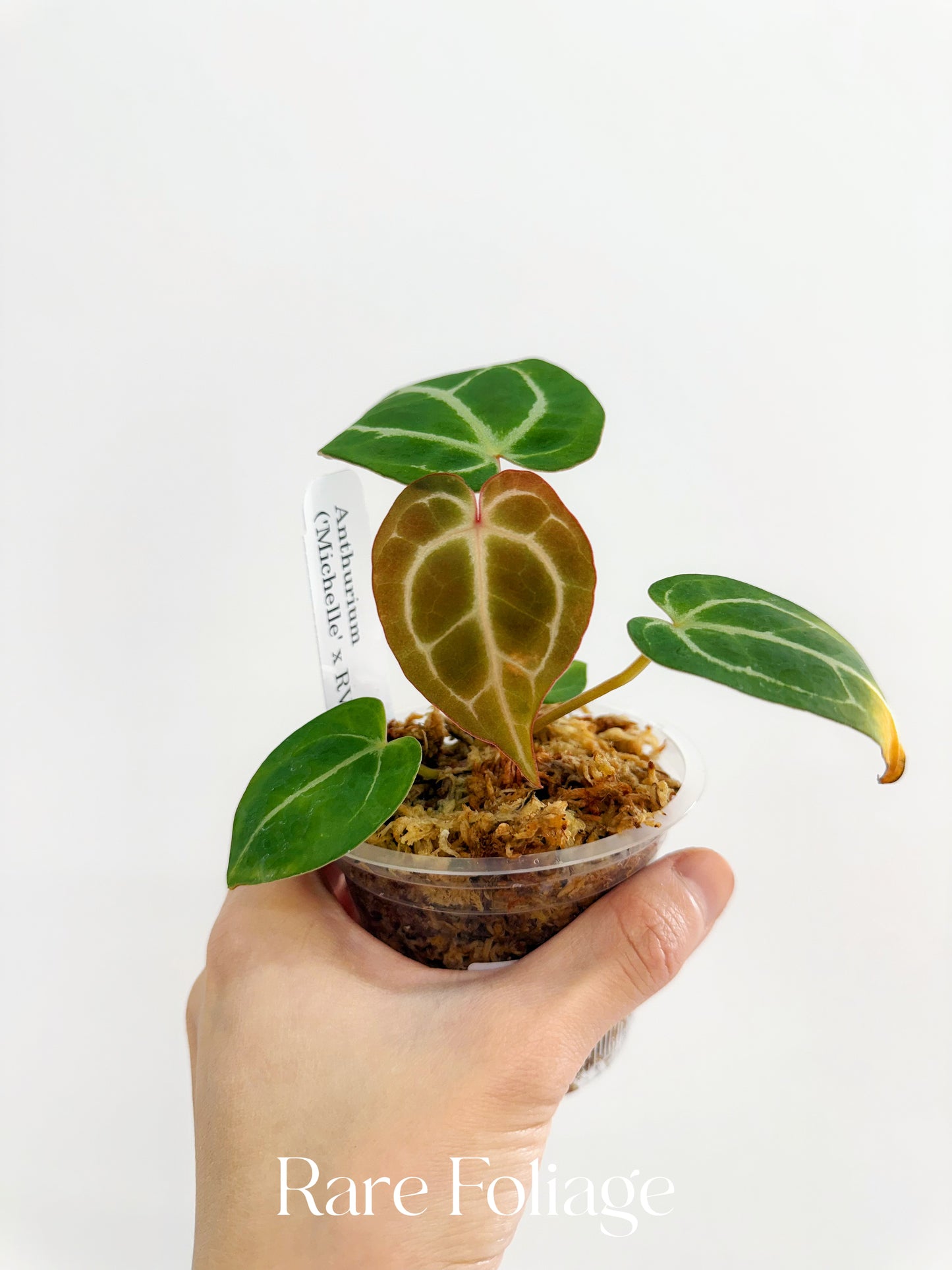 Anthurium Michelle x RVDP 3”