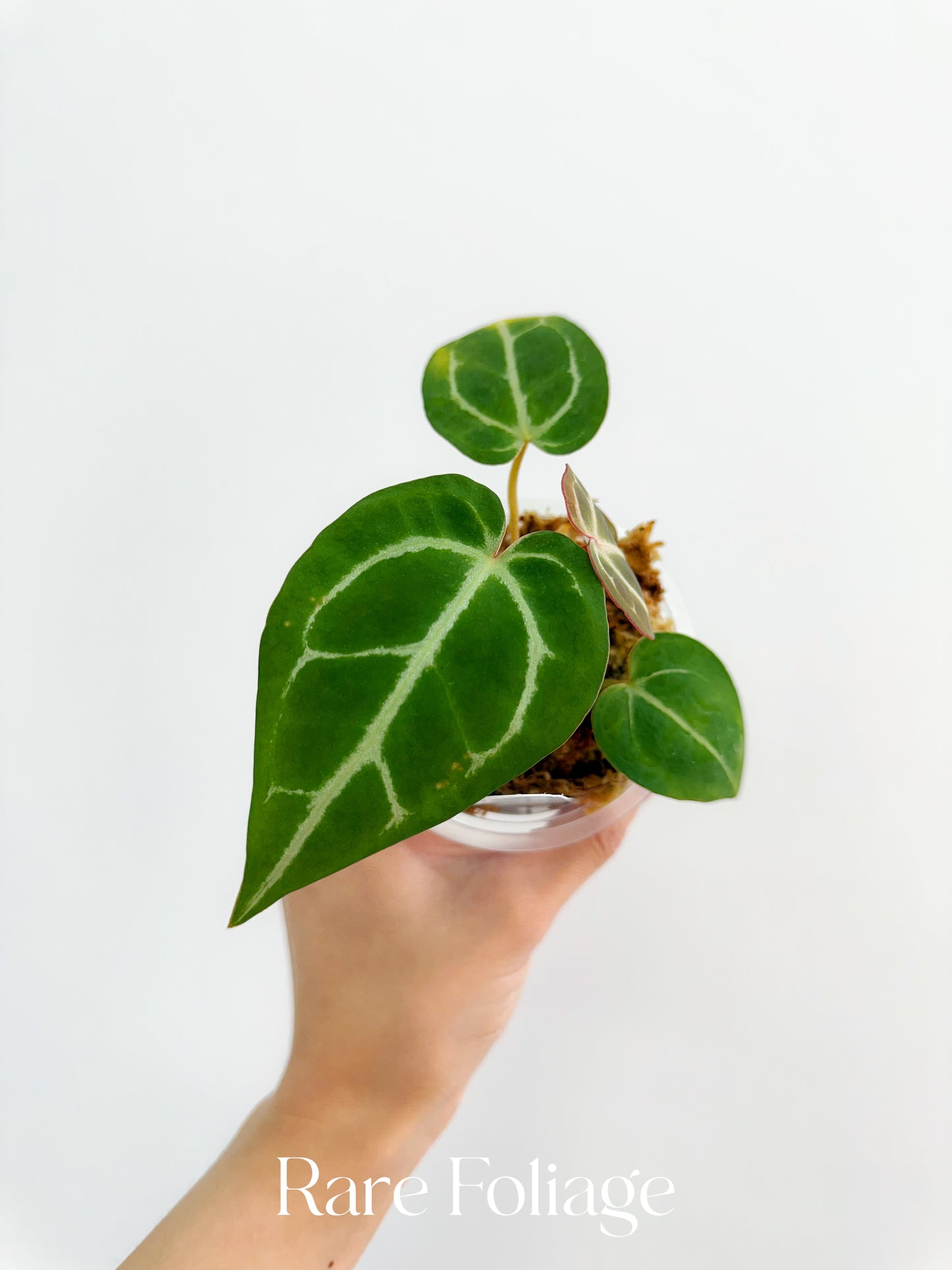 Anthurium Michelle x RVDP 3”