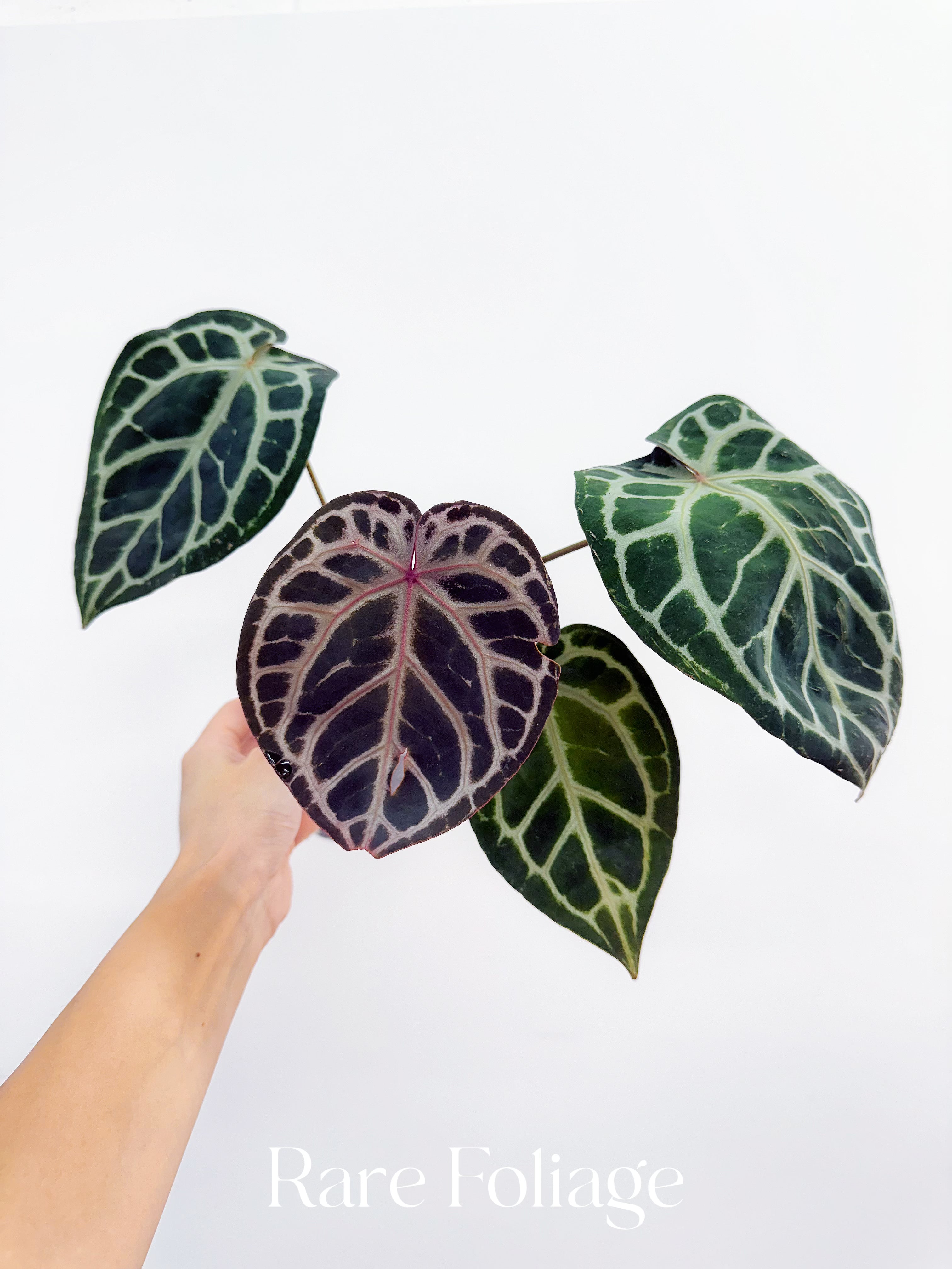 Anthurium Michelle x Zara x RC x King of Spades 4” – Rare Foliage Anthurium Michelle x Zara x RC x King of Spades 4” – Rare Foliage