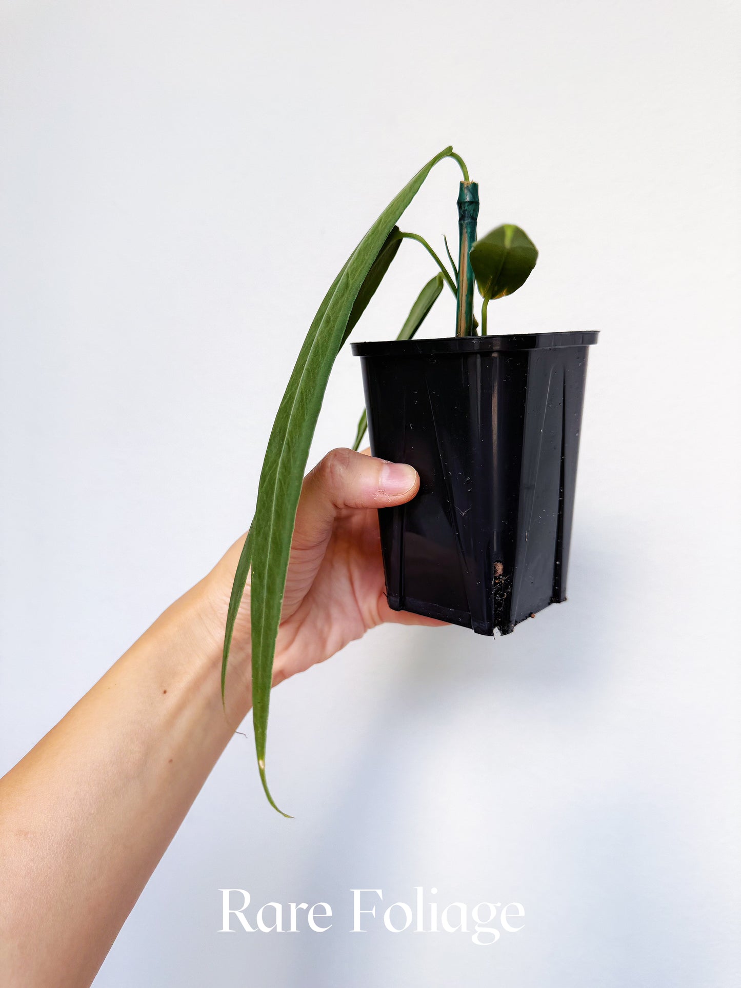 Anthurium Pallidiflorum 3"