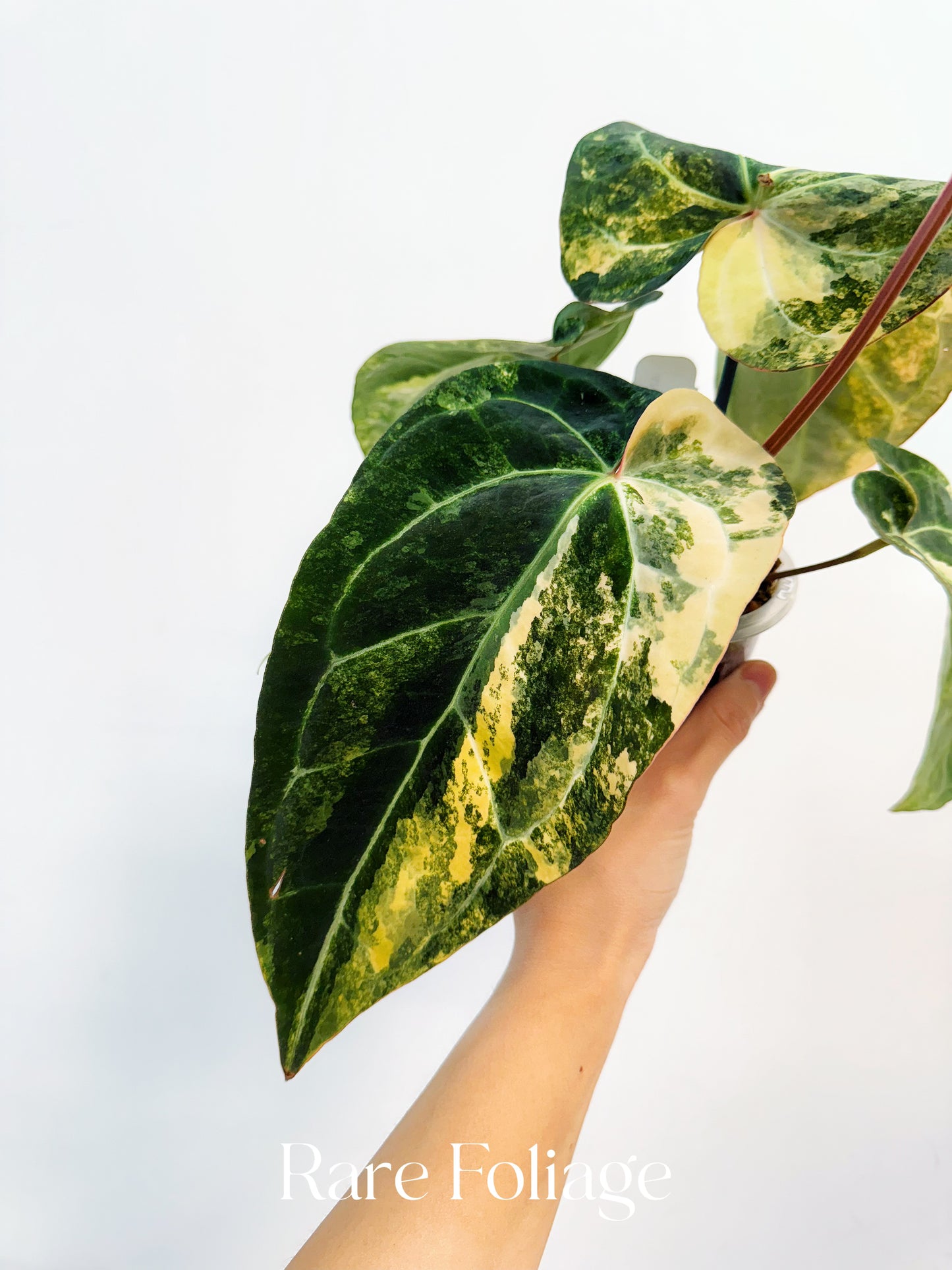 Anthurium Papillilaminum Narrow Variegated x Red Vein Dark Phoenix 4” Exact Plant