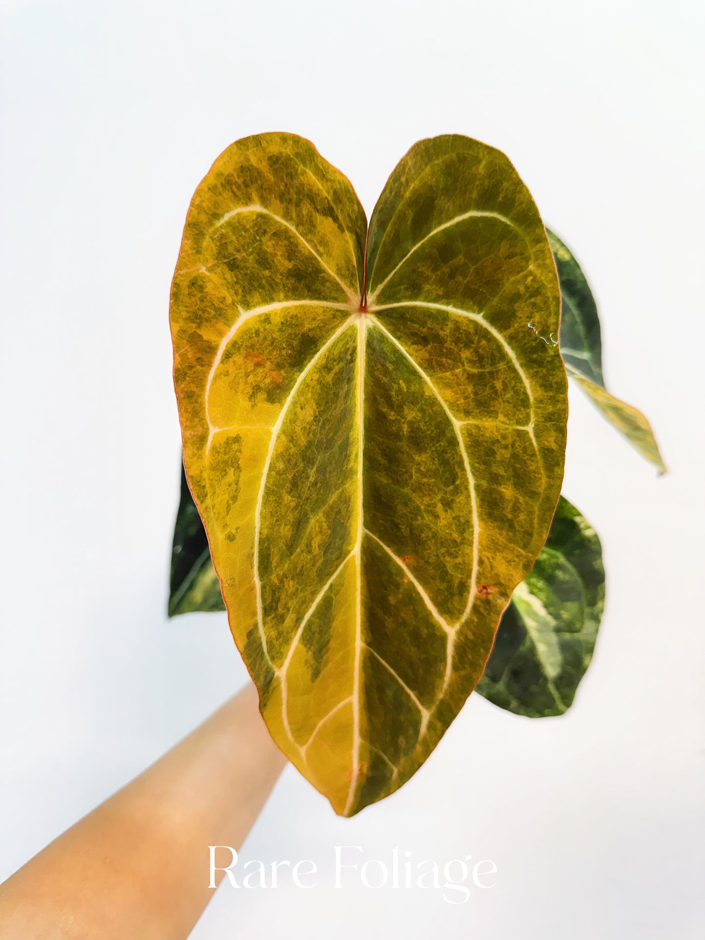 Anthurium Papillilaminum Narrow Variegated x Red Vein Dark Phoenix 4” Exact Plant
