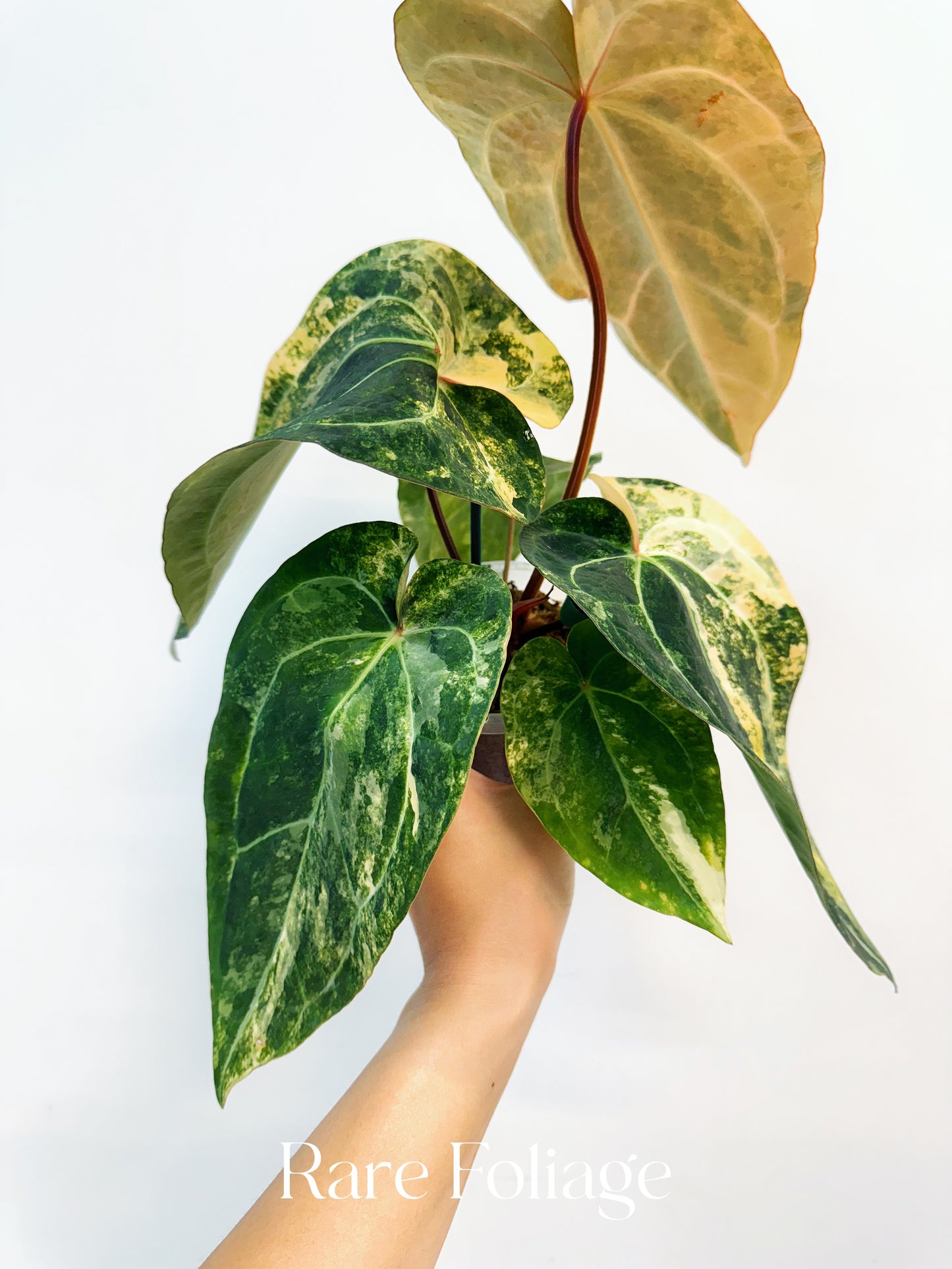 Anthurium Papillilaminum Narrow Variegated x Red Vein Dark Phoenix 4” Exact Plant