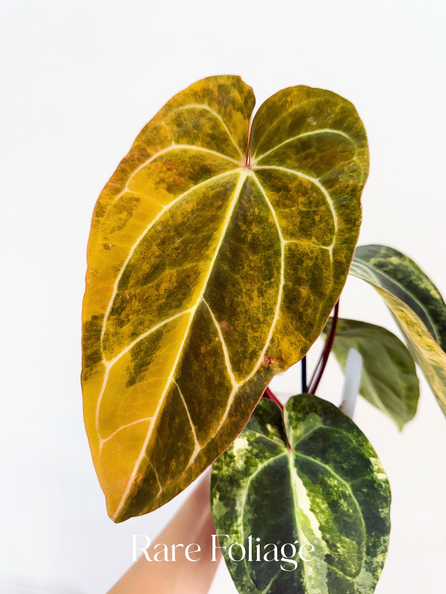 Anthurium Papillilaminum Narrow Variegated x Red Vein Dark Phoenix 4” Exact Plant