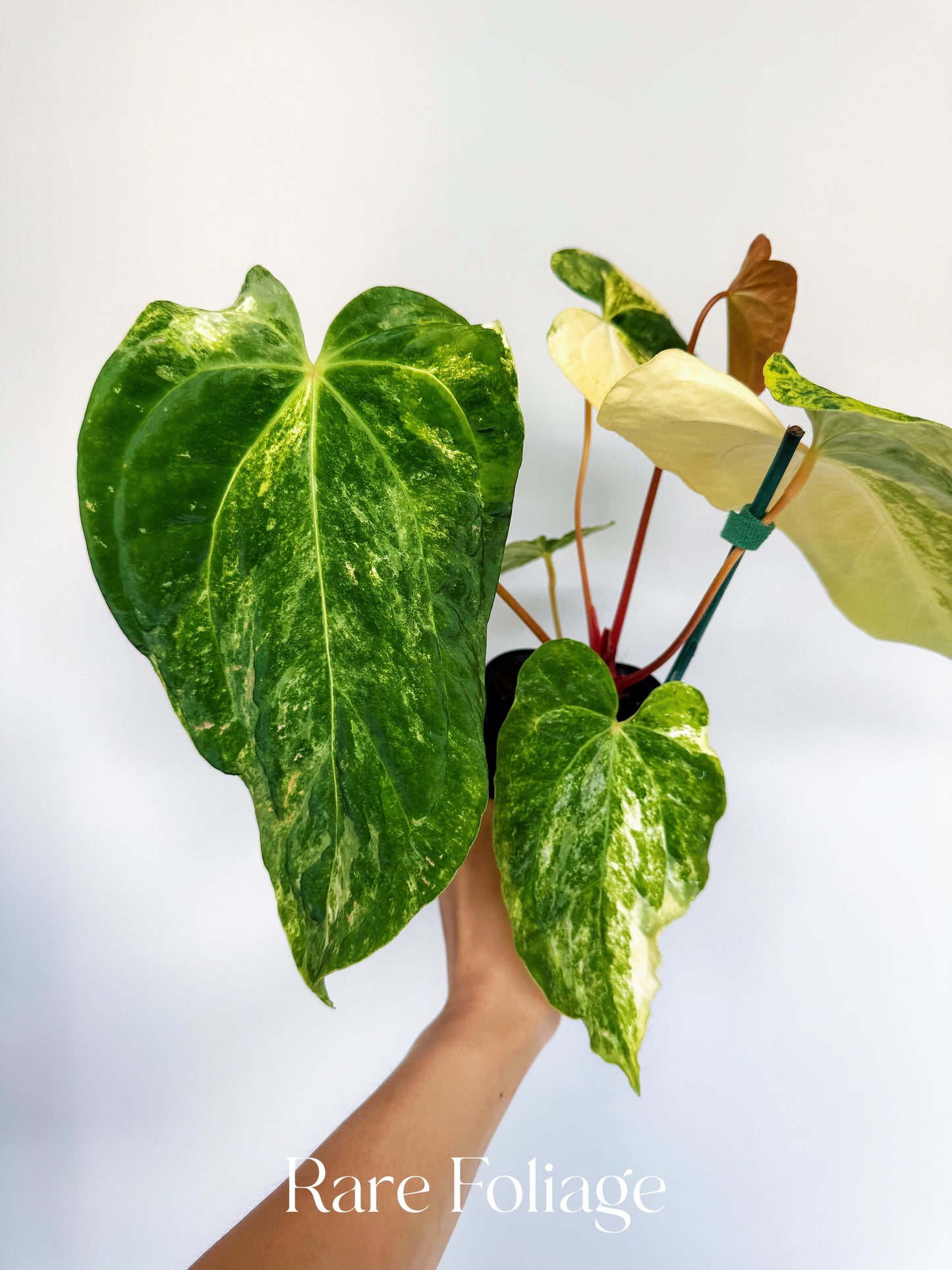 Anthurium Papillilaminum Variegated x NSE Portilae x Fort Sherman 4” Exact Plant