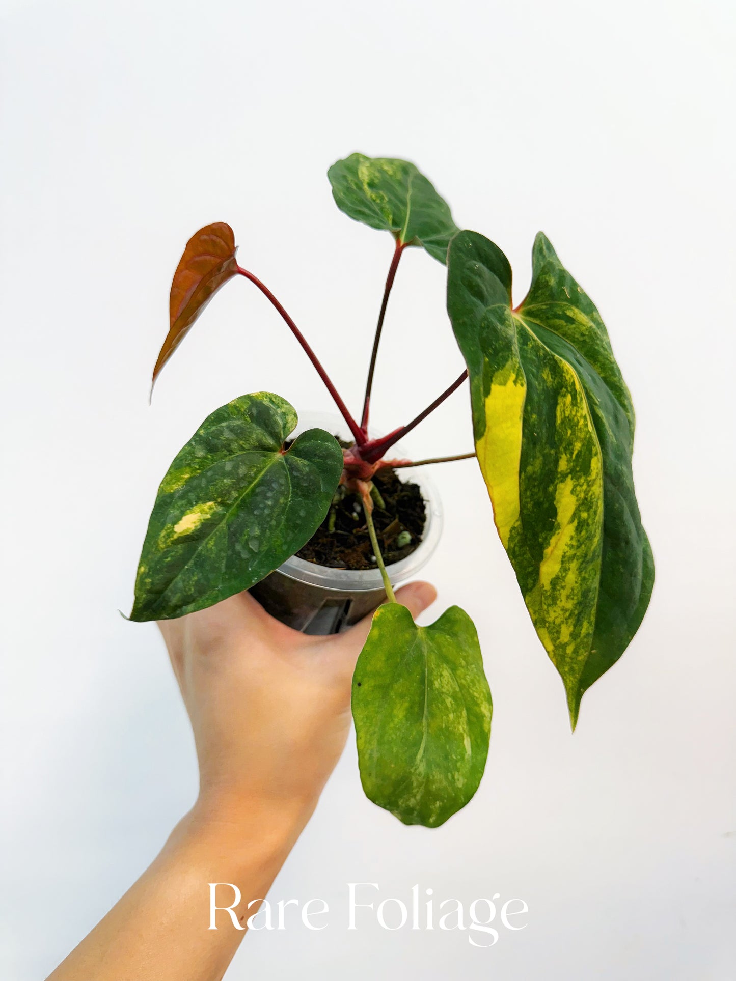 Anthurium Papillilaminum Variegated x Red Vein Dark Phoenix 4” Exact Plant