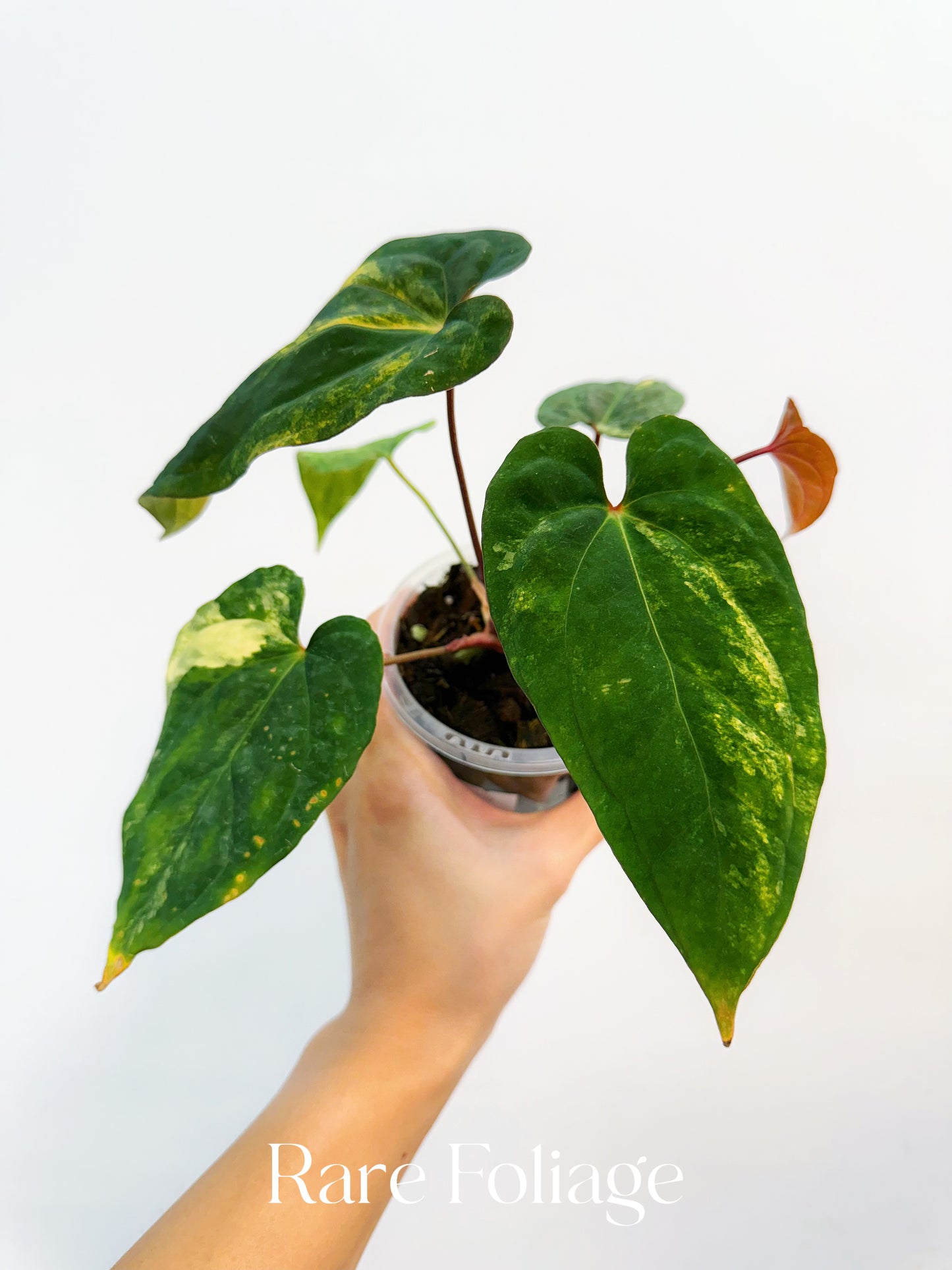 Anthurium Papillilaminum Variegated x Red Vein Dark Phoenix 4” Exact Plant
