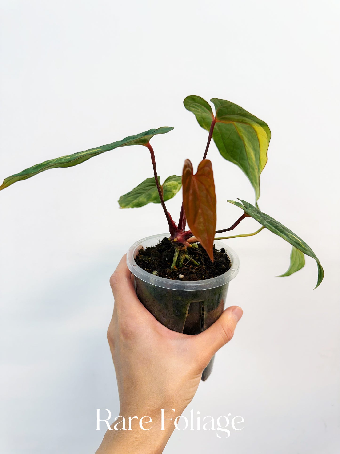 Anthurium Papillilaminum Variegated x Red Vein Dark Phoenix 4” Exact Plant