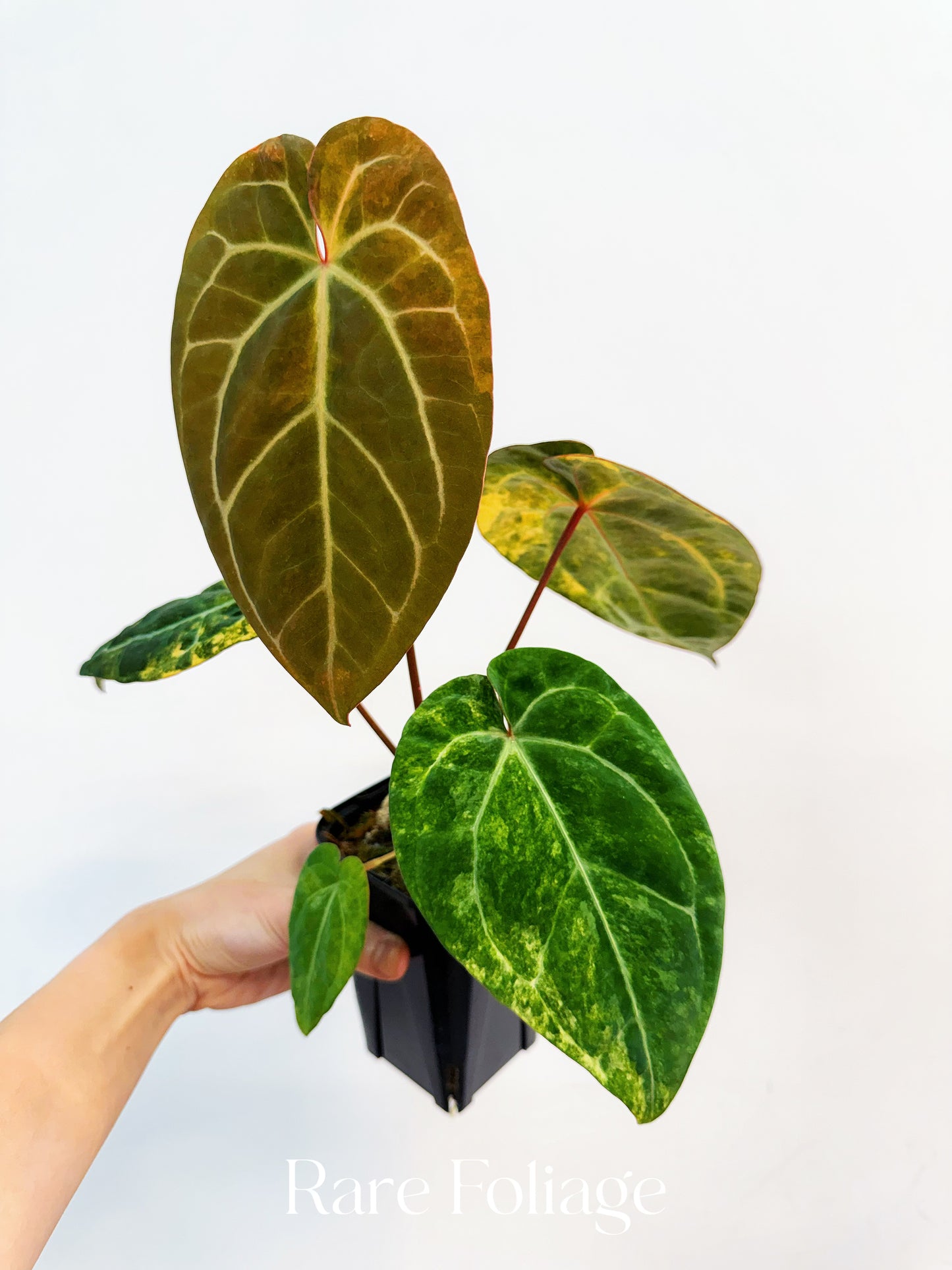Anthurium Papillilaminum Variegated x Tezula Red Crystallinum 4” Exact Plant