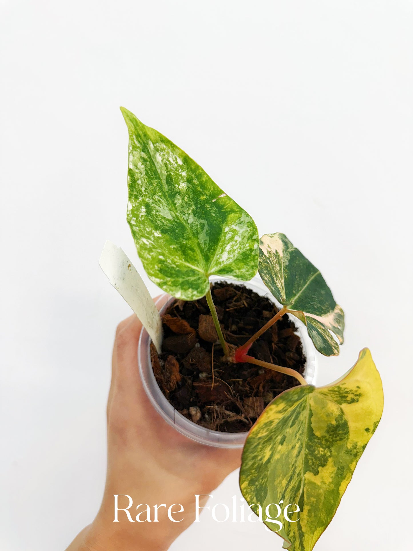 Anthurium Papillilaminum Variegated x Tezula AOS Dark Form 4” Exact Plant