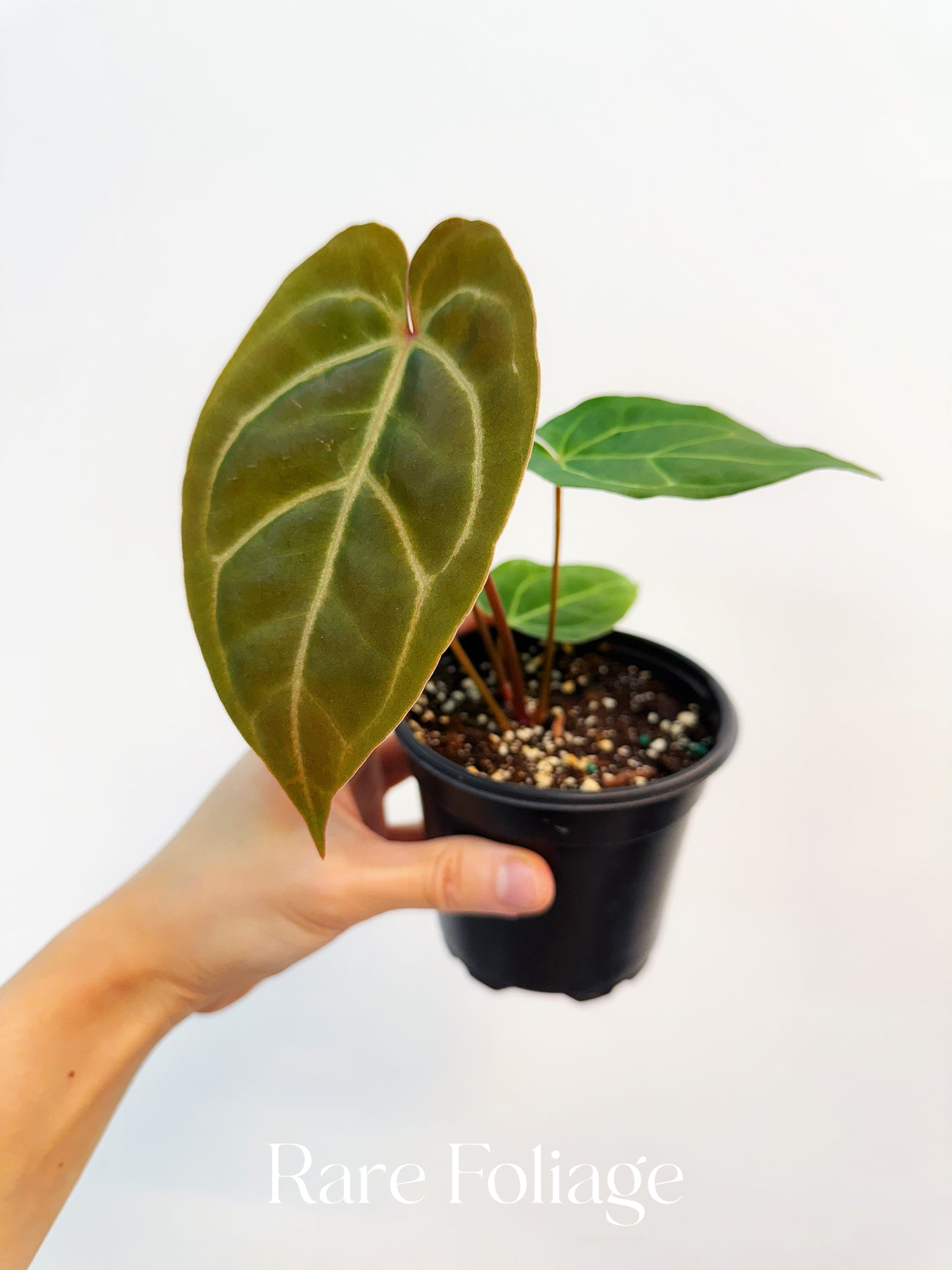 Anthurium Papillilaminum x Bessaeae 4”