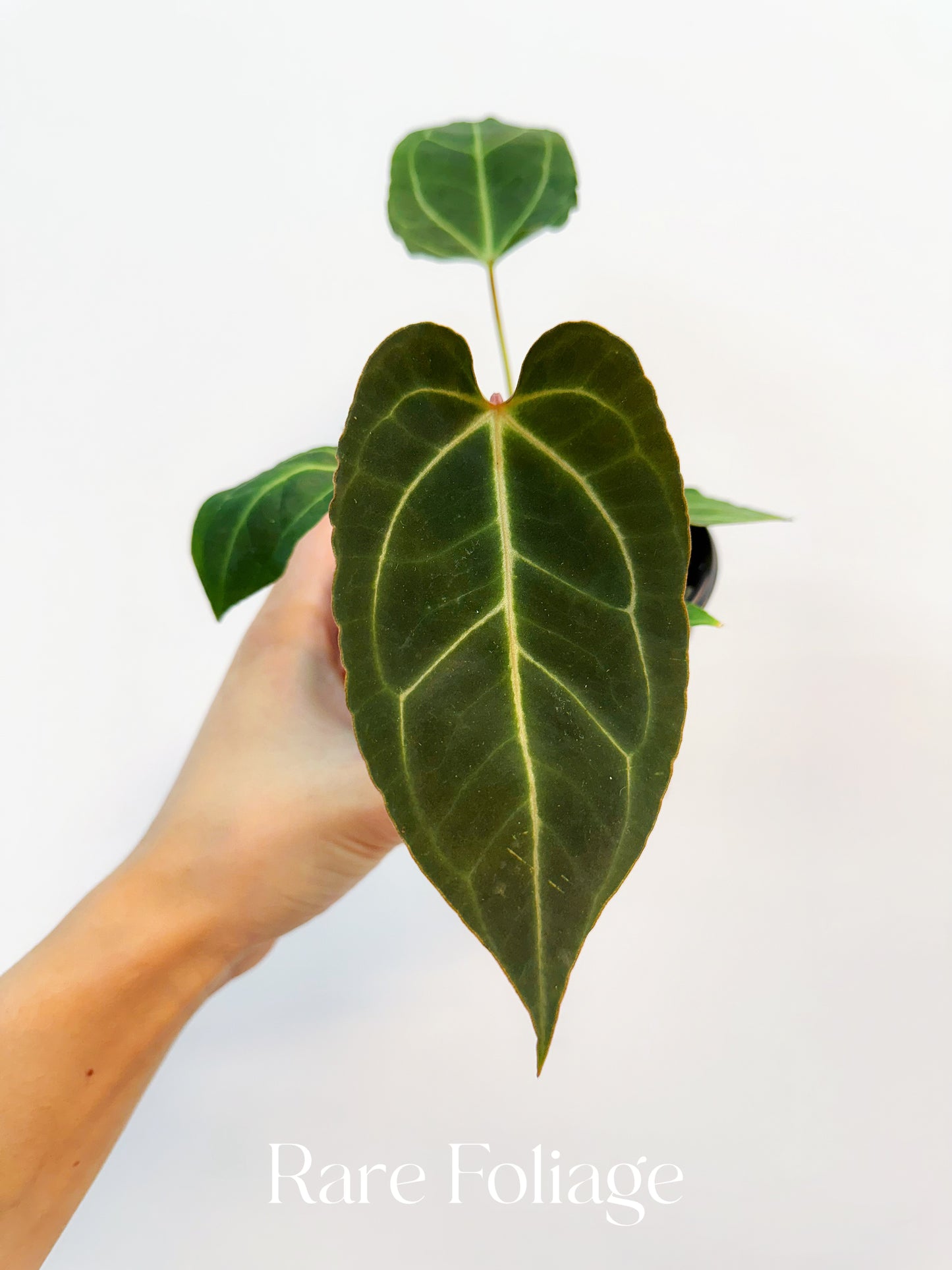 Anthurium Papillilaminum x Bessaeae 4”